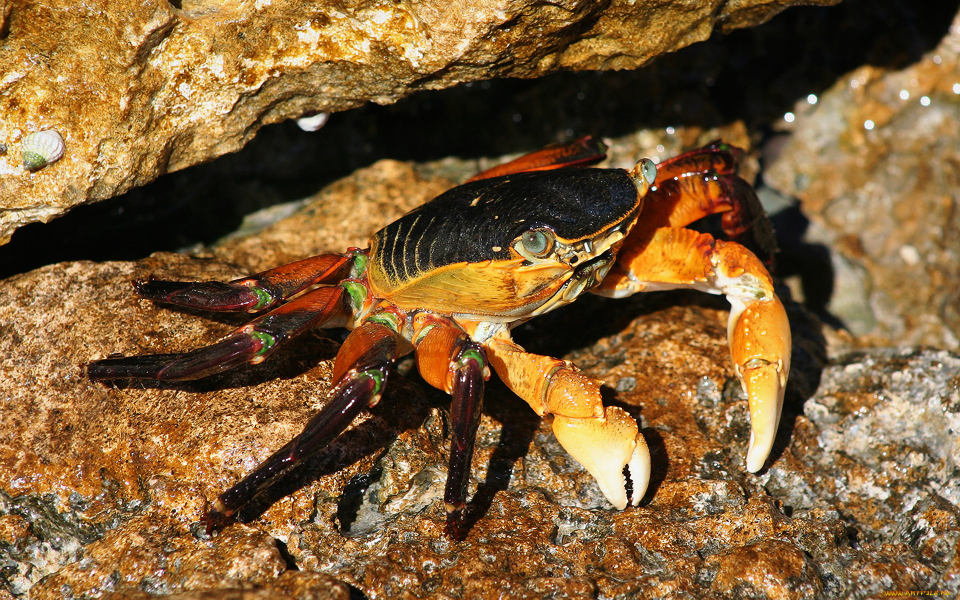 животные, крабы, , раки, клешни
