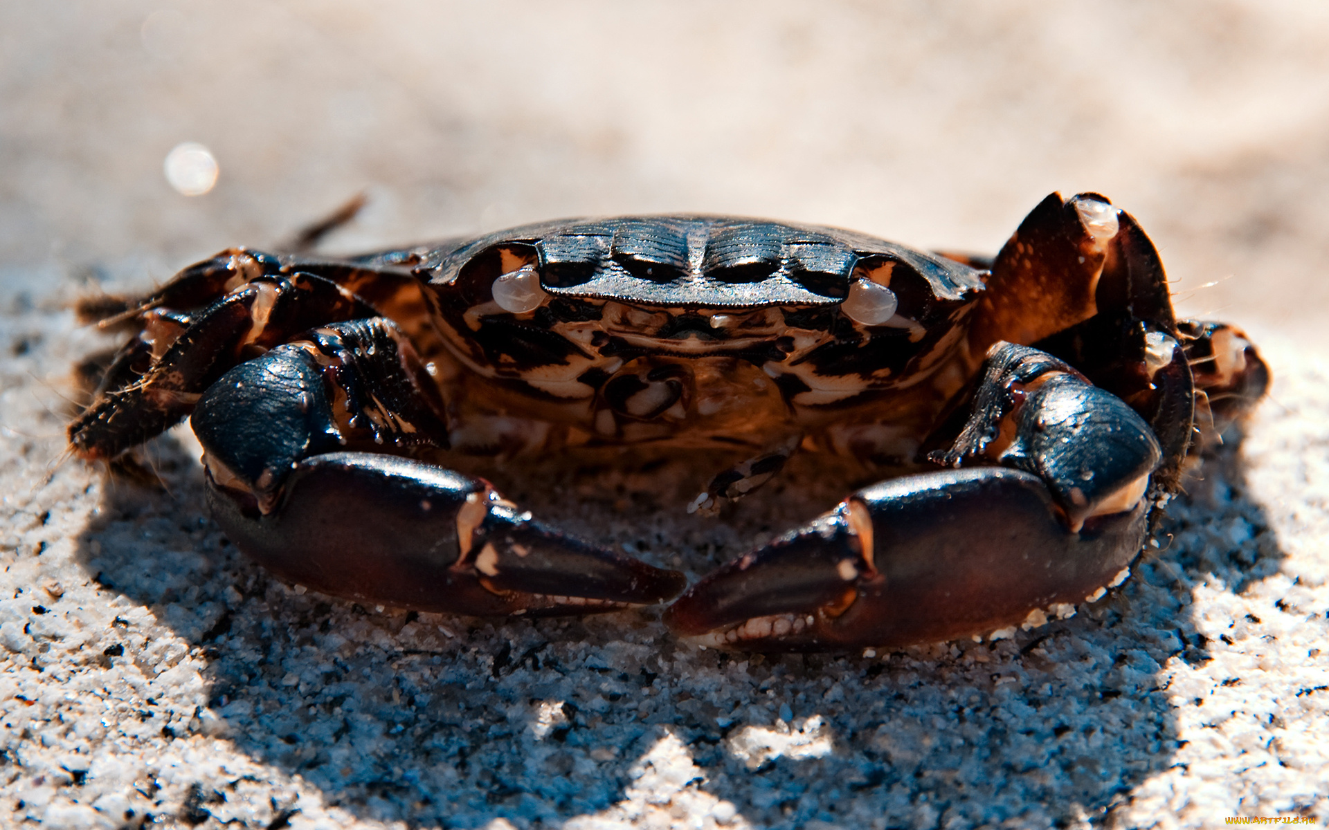 животные, крабы, , раки, клешни