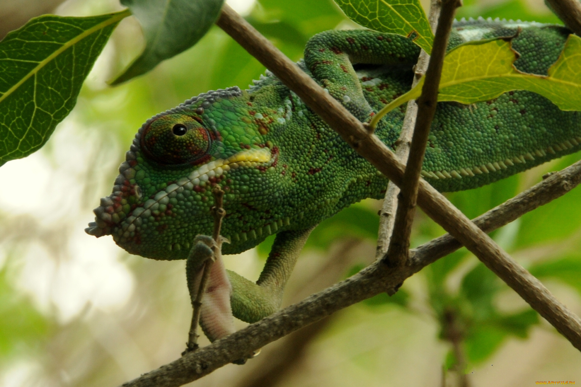 животные, хамелеоны, ветки, хамелеон
