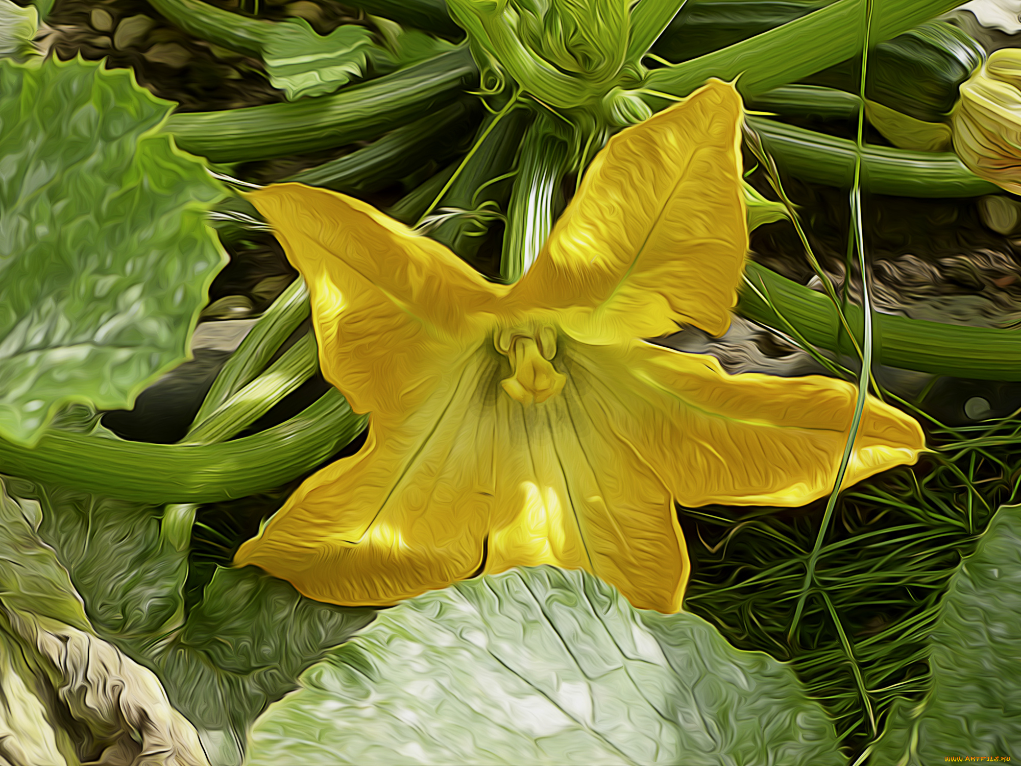 рисованные, цветы, цветок, тыквы