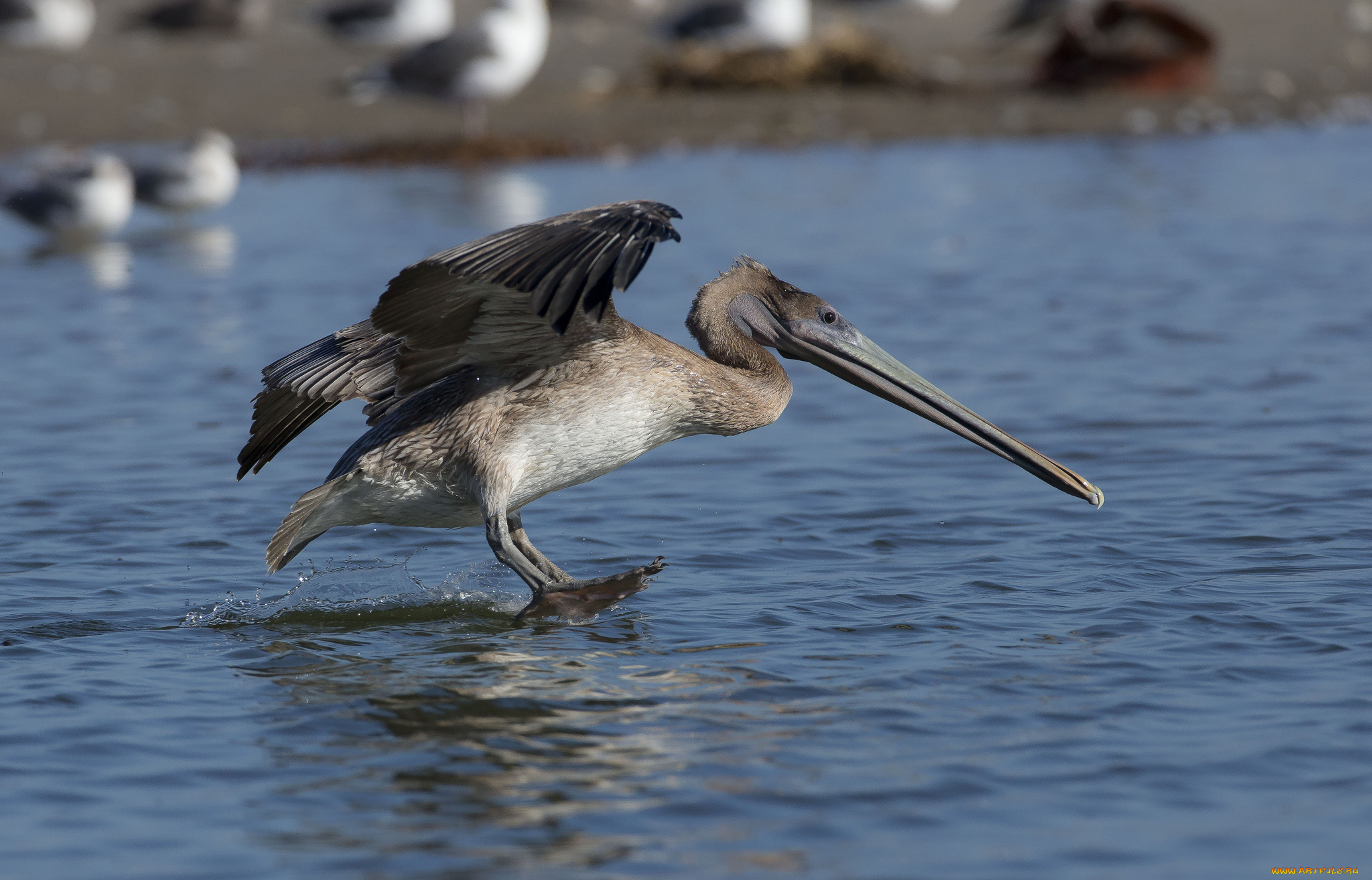животные, пеликаны, река, пеликан