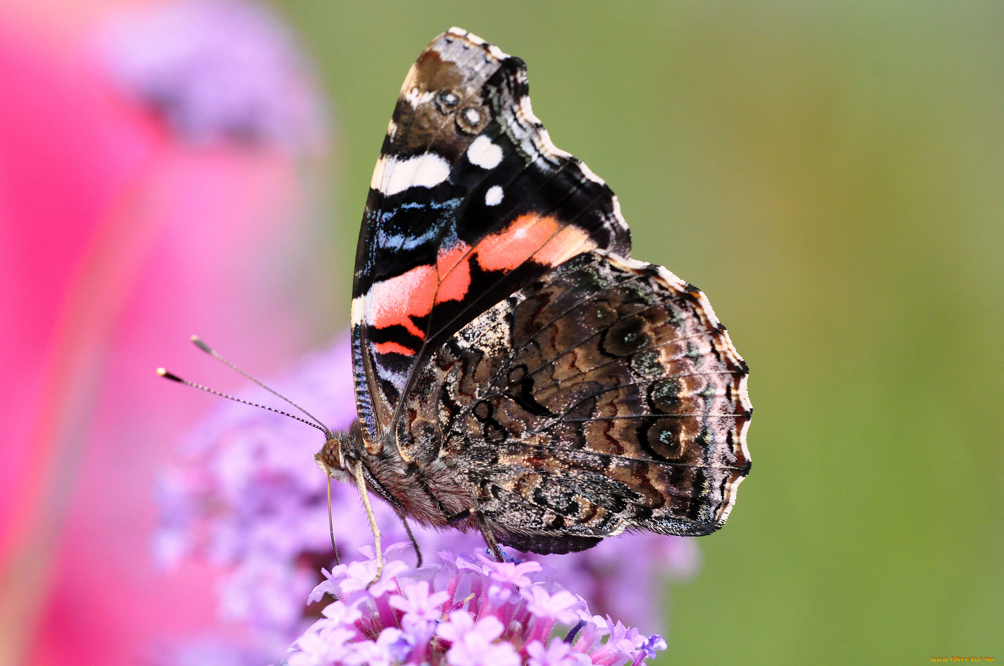 животные, бабочки, крылья