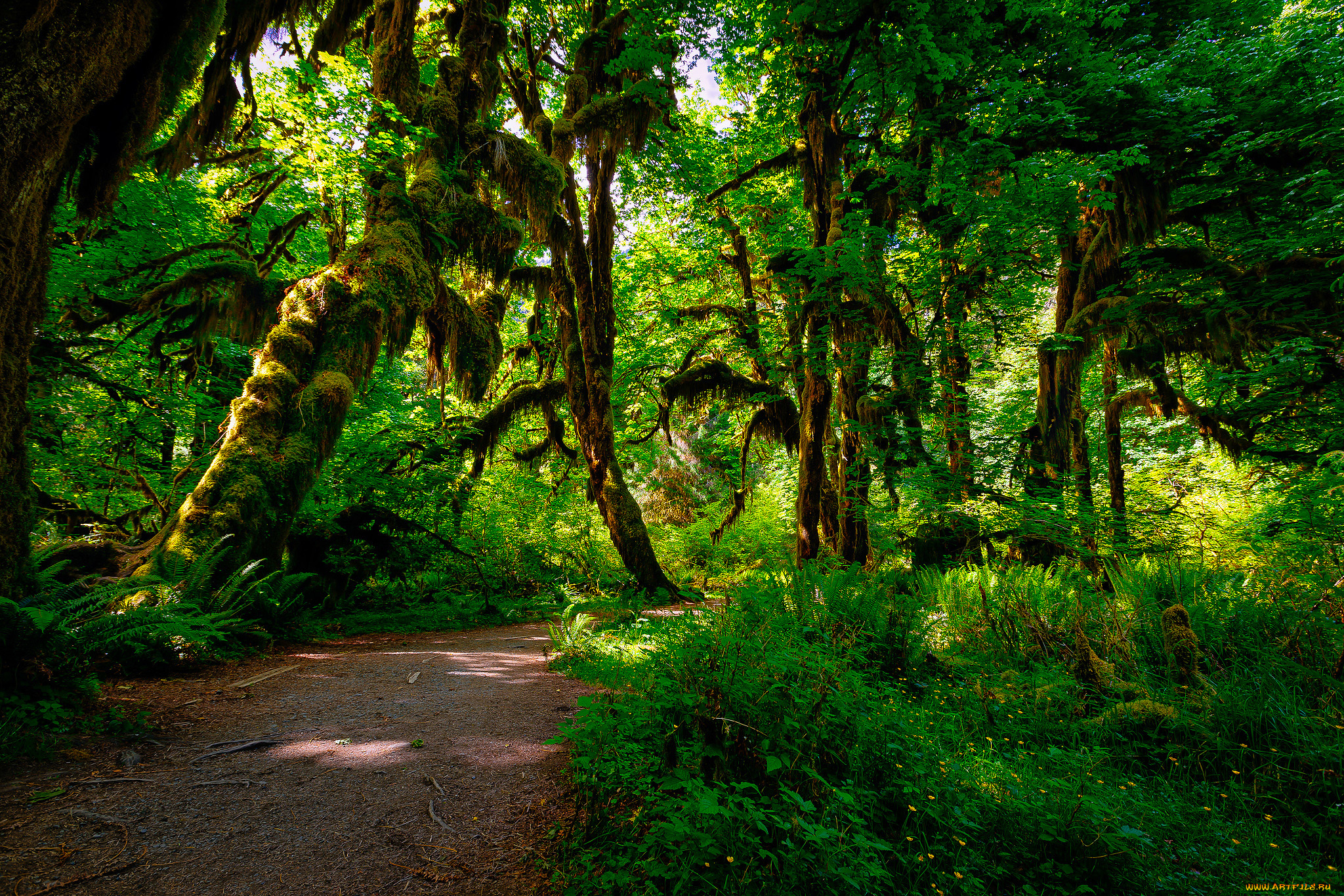 природа, лес, джунгли