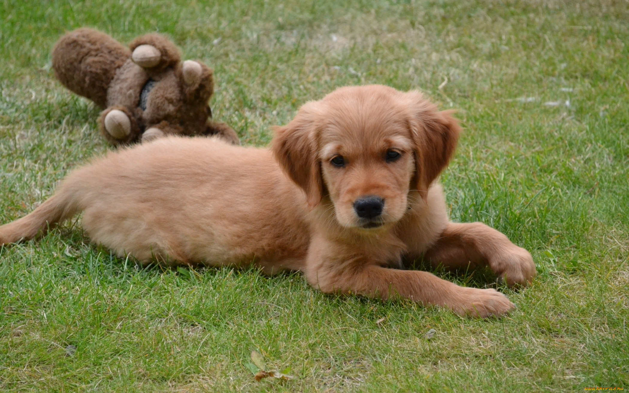 животные, собаки, щенок, собака, лужайка, трава, игрушка, лежит