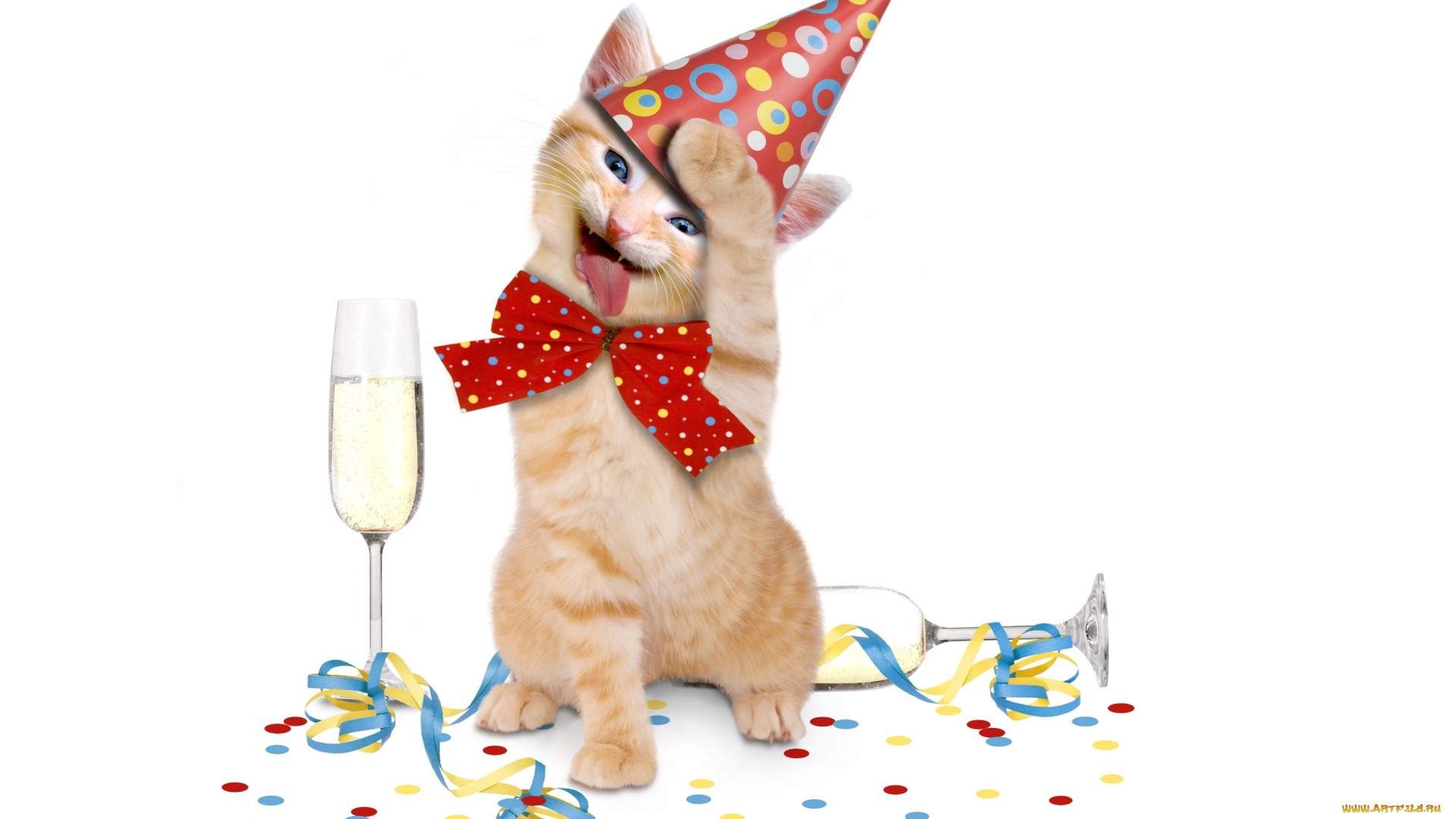 юмор, и, приколы, бант, праздник, котенок, животное, шампанское
