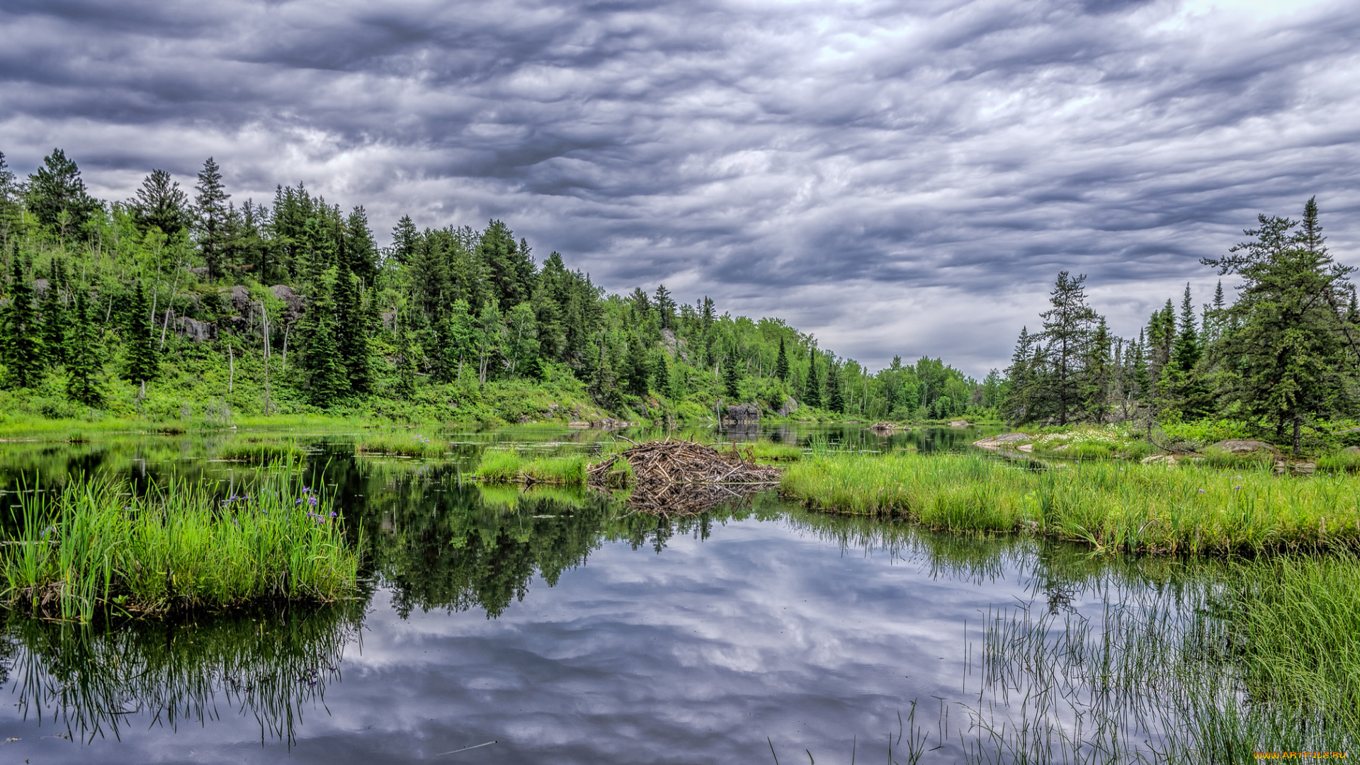 природа, реки, озера, лес, река