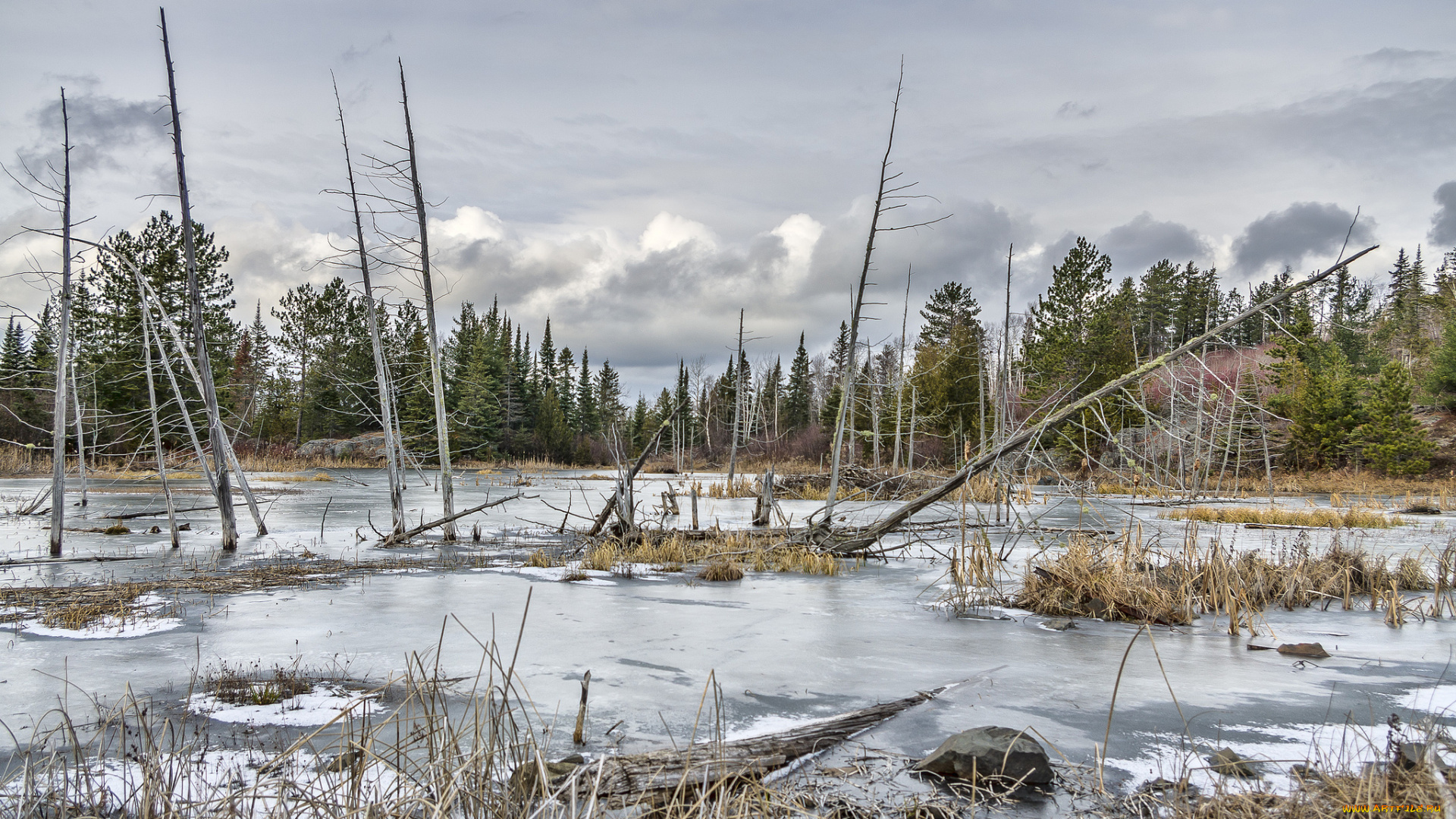 природа, реки, озера, река, лес