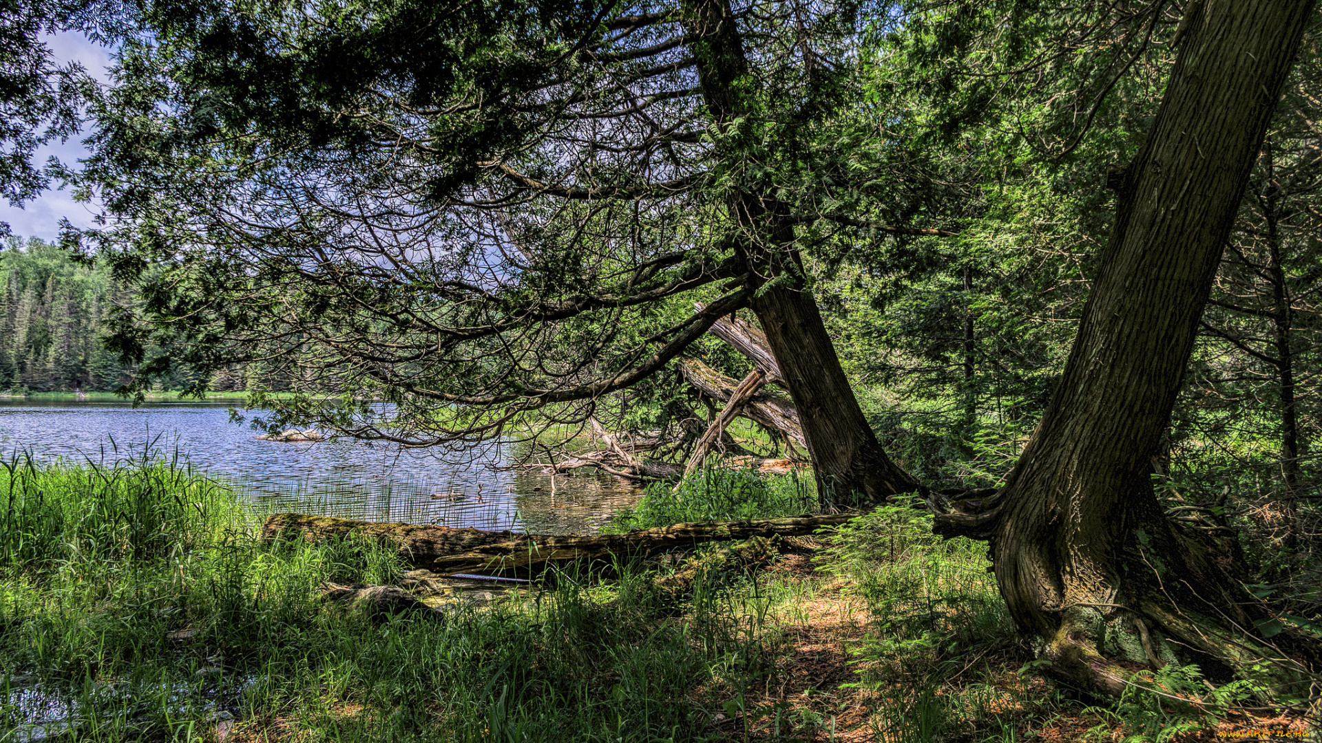 природа, реки, озера, река, лес