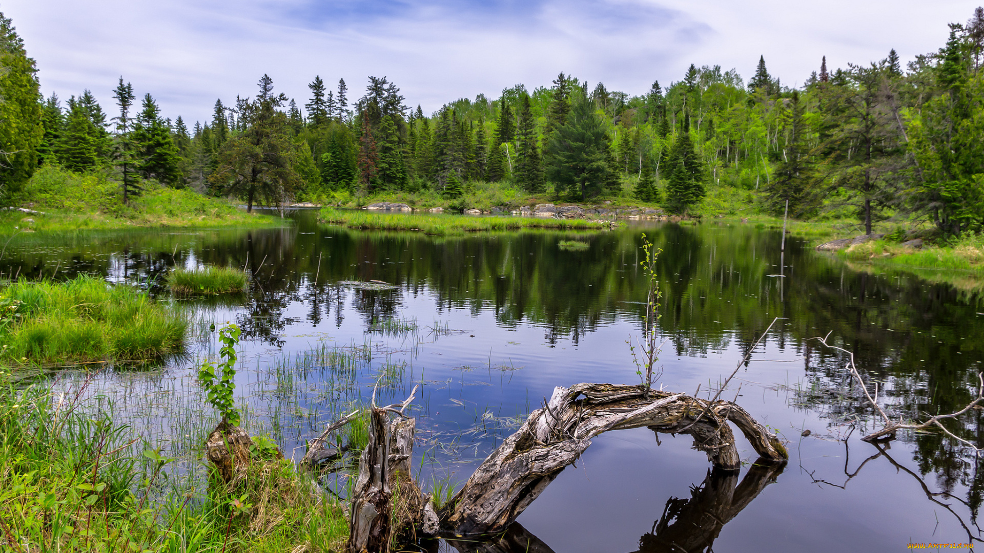 природа, реки, озера, река, лес