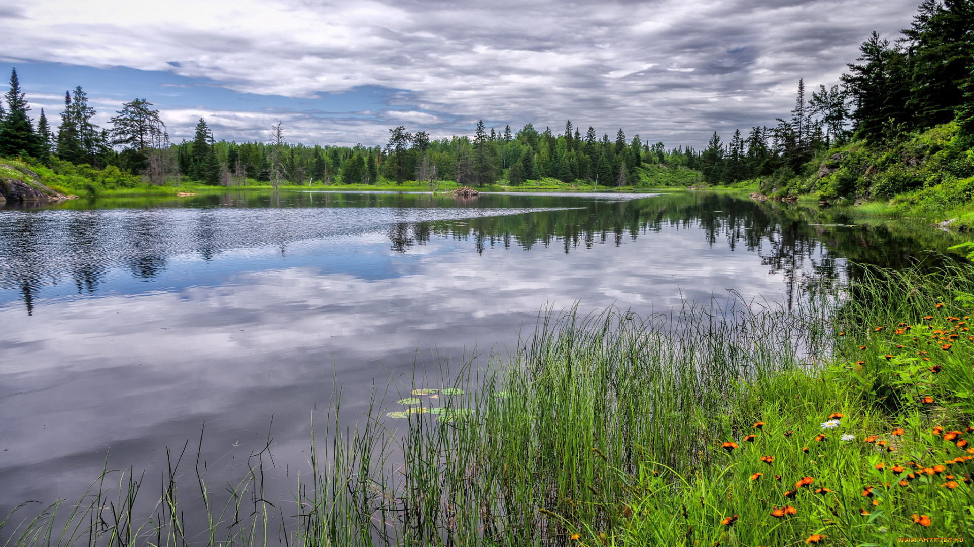 природа, реки, озера, река, лес