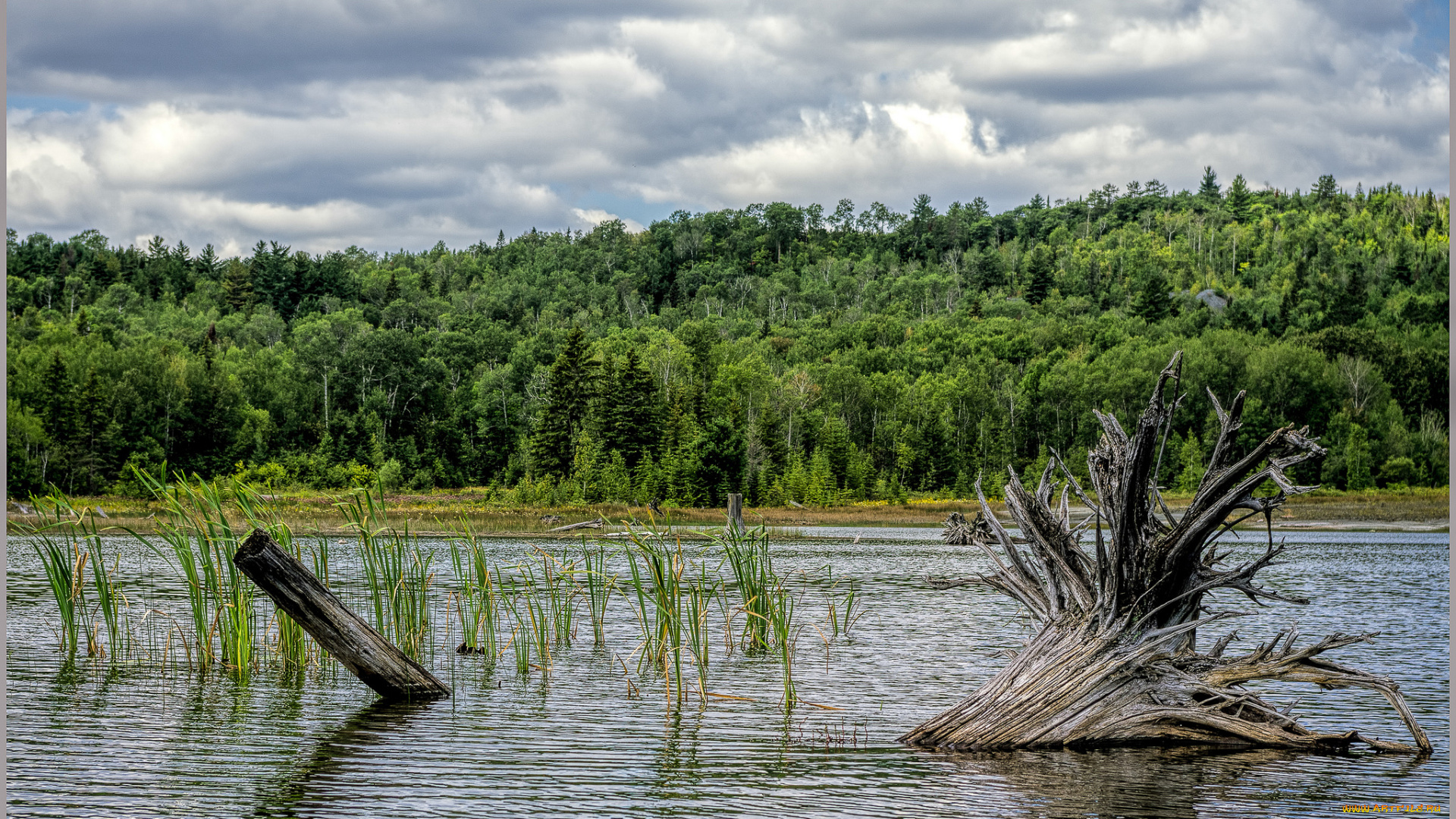 природа, реки, озера, река, лес