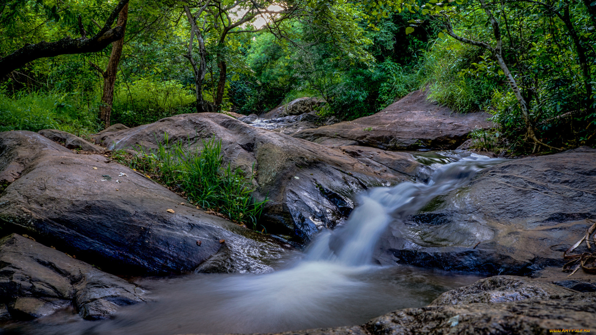 природа, реки, озера, река, лес