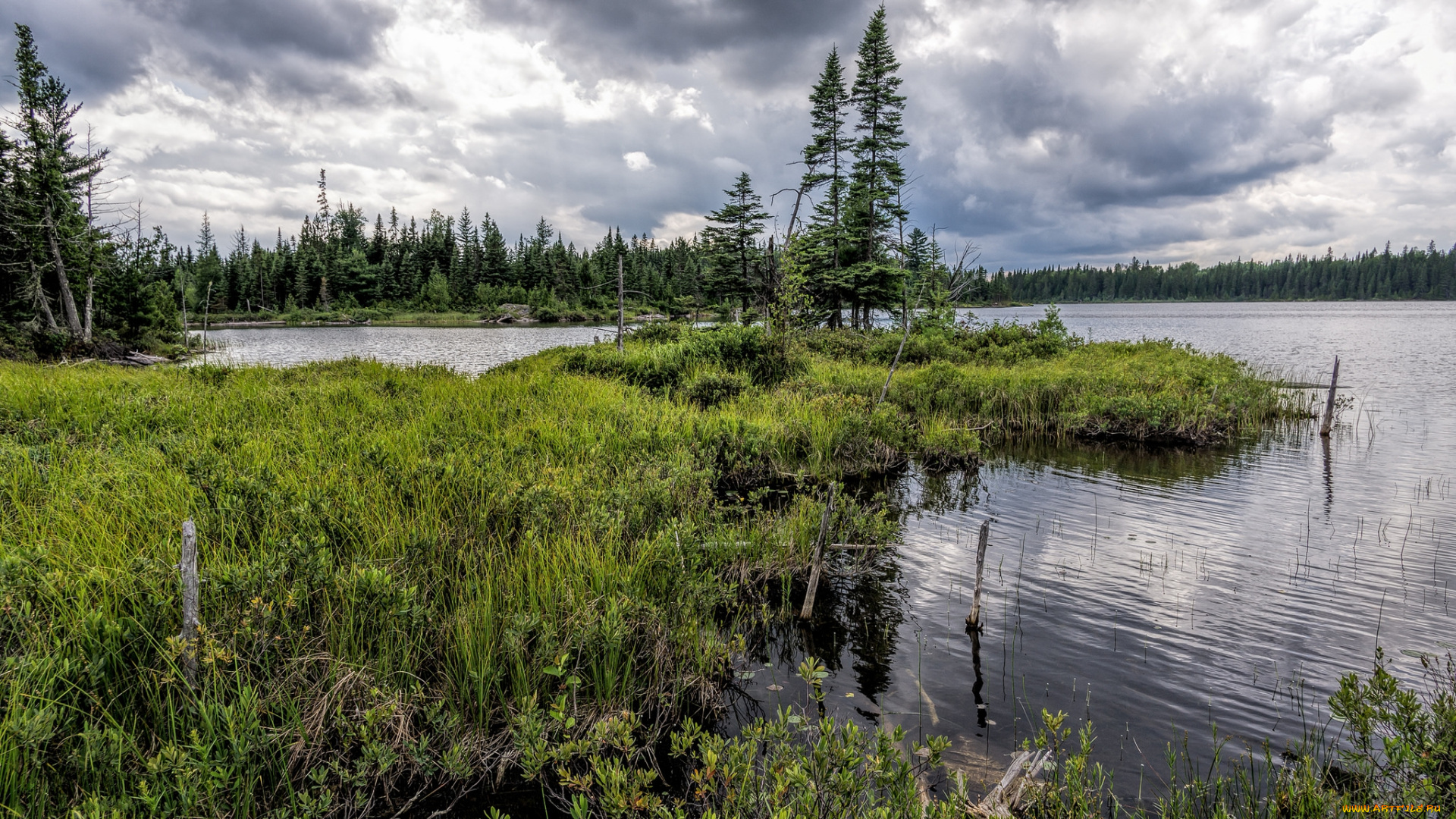 природа, реки, озера, река, лес