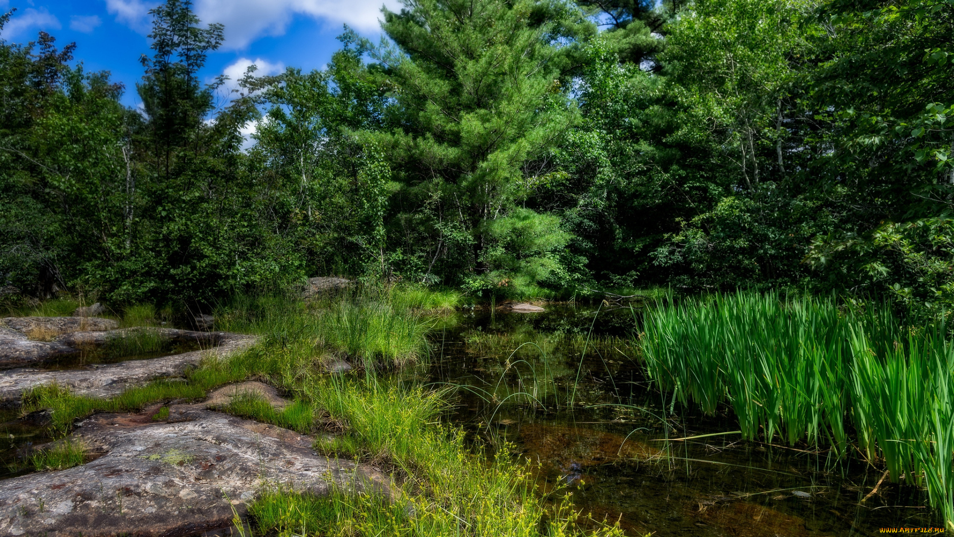 природа, реки, озера, река, лес