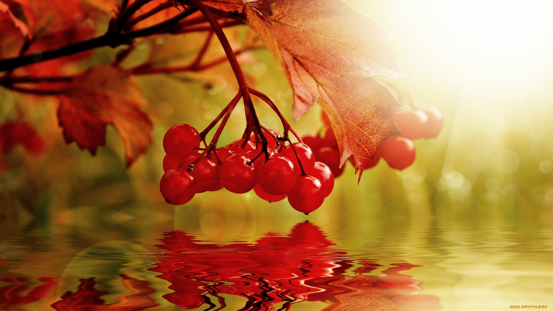 природа, Ягоды, , калина, ягоды, листья, вода, калина, гроздь