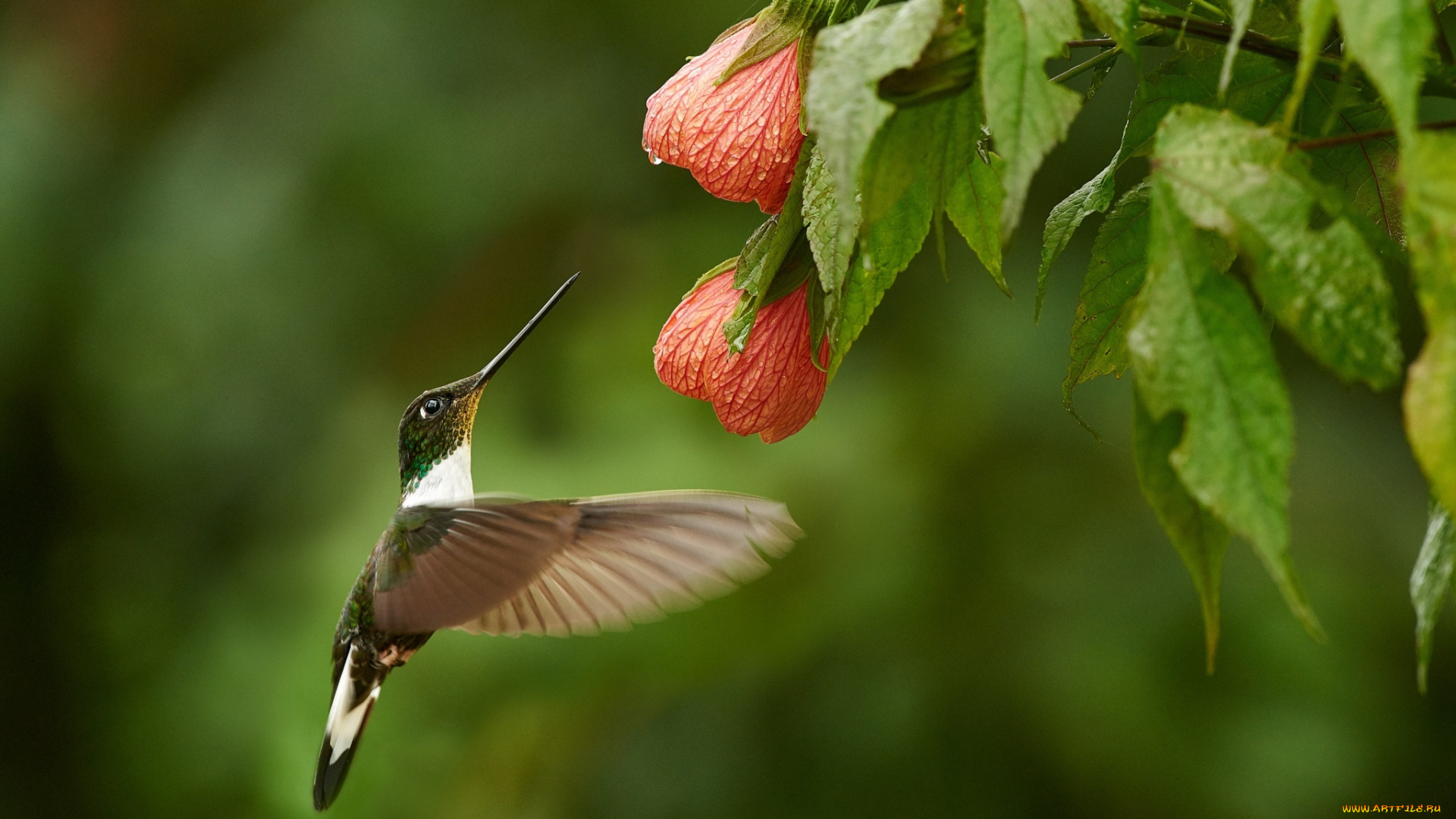 животные, колибри, куст, цветы, птица