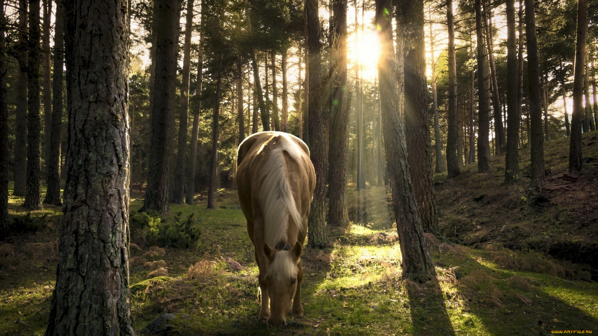 животные, лошади, лошадь, лес