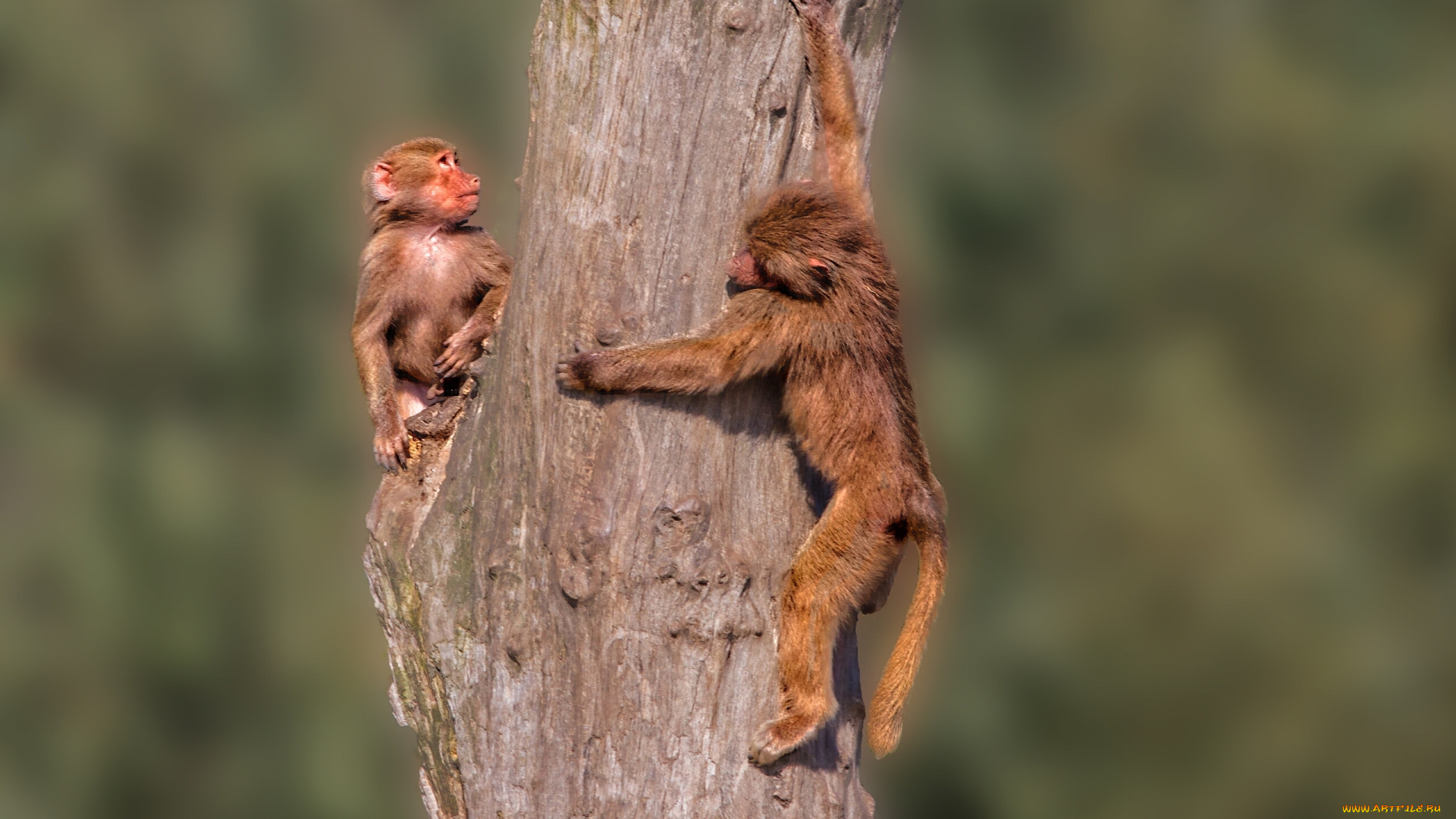 животные, обезьяны, бревно, рыжие
