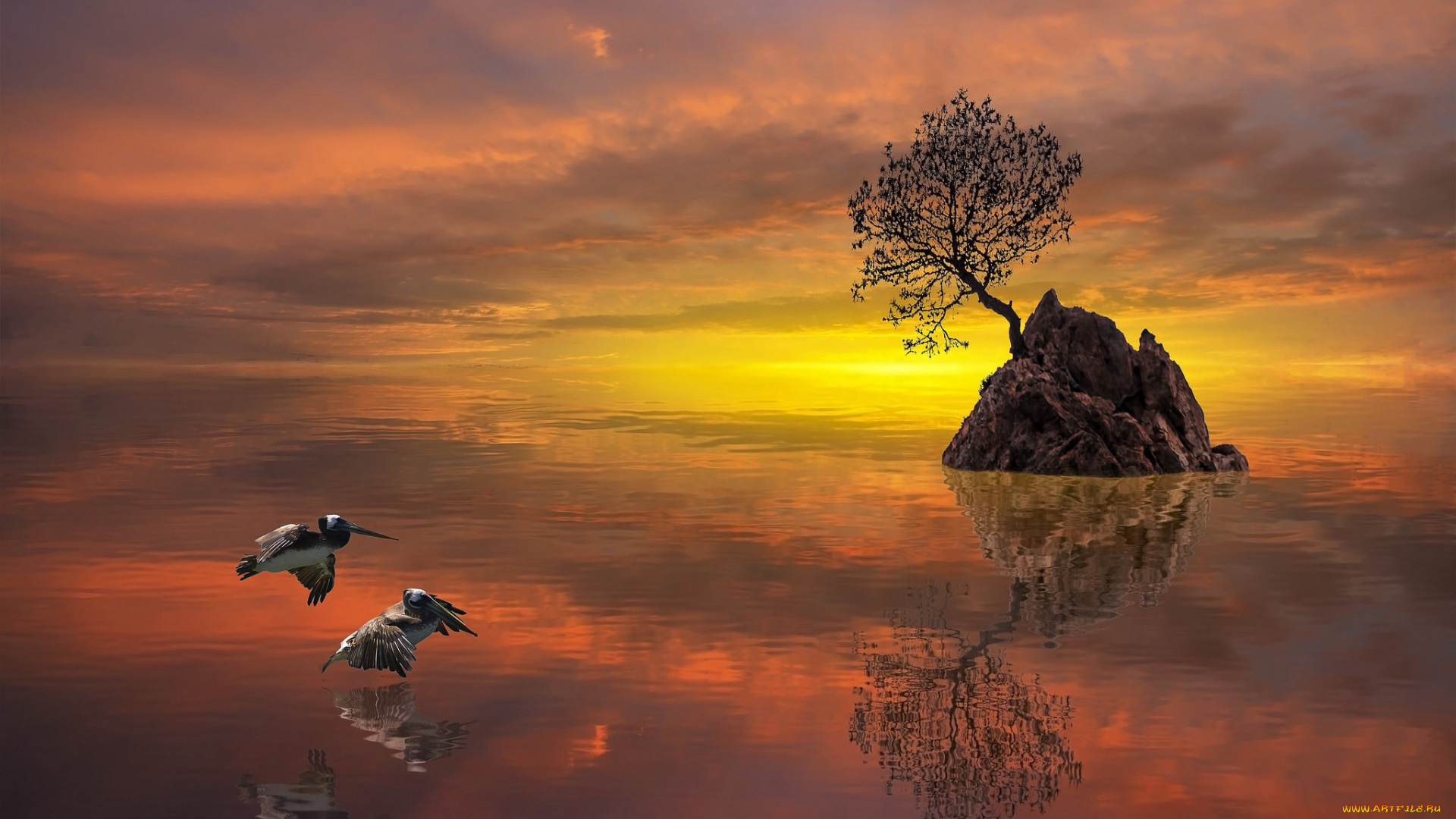 животные, пеликаны, рассвет