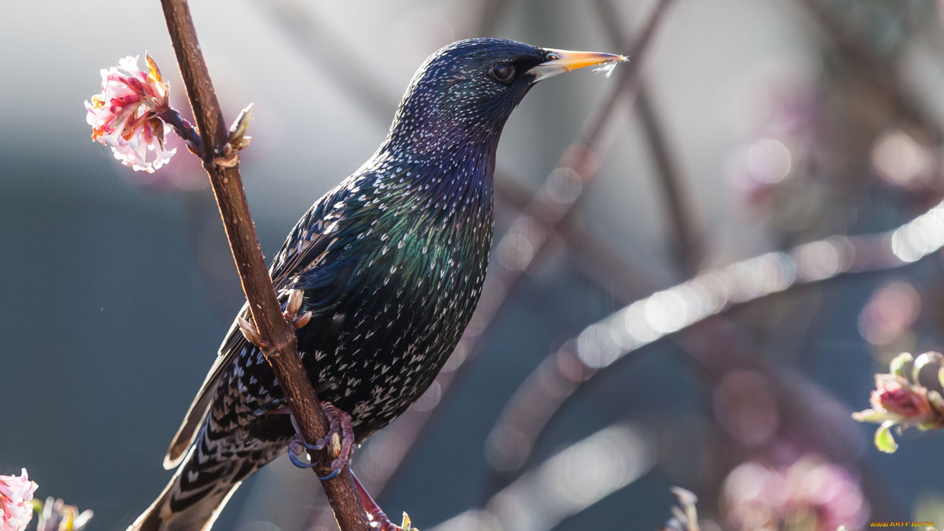 животные, птицы, весна, ветки