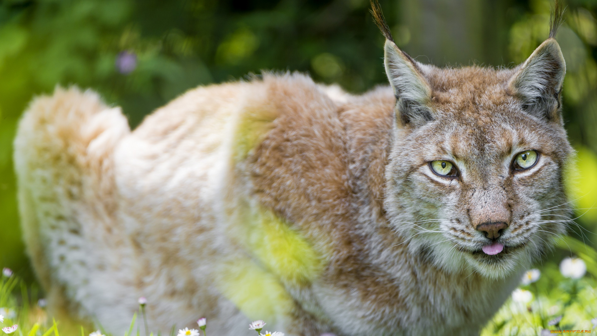 животные, рыбы, рысь, природа, зелень, лето