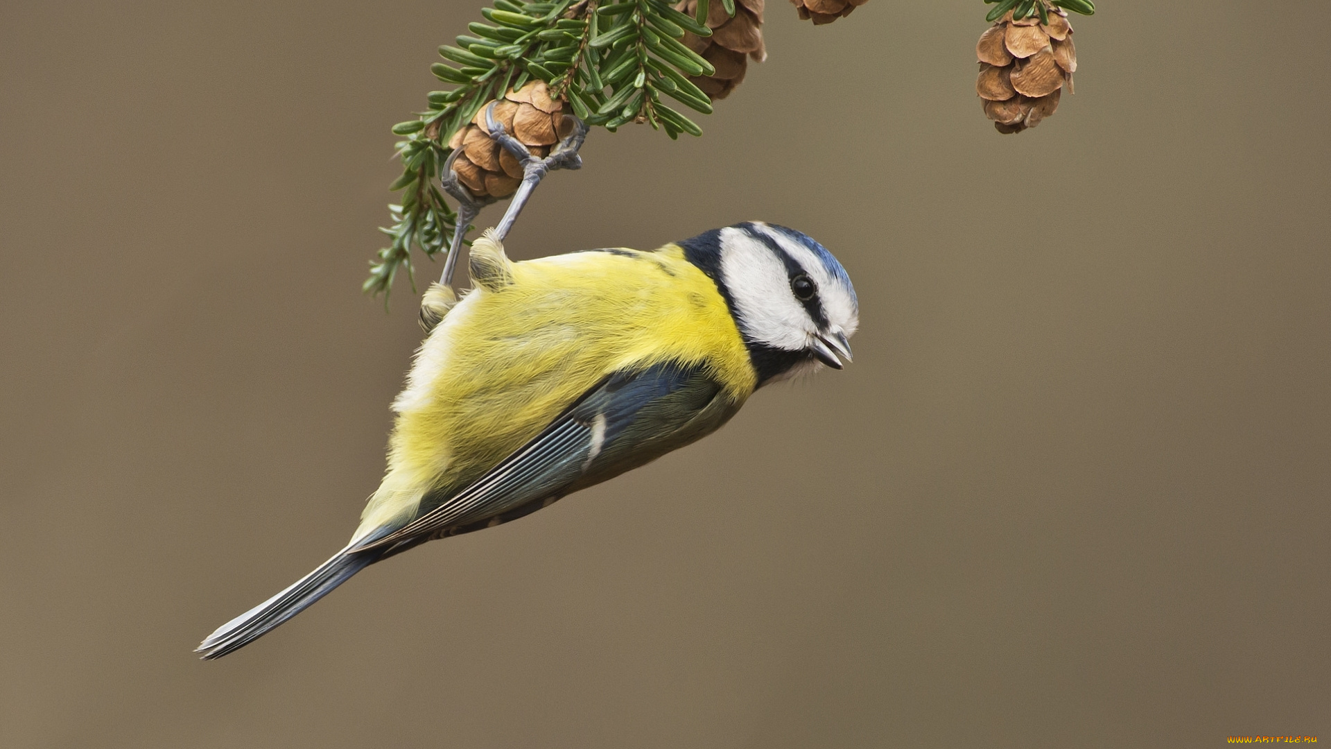 животные, синицы, , лазоревки, синица, ветка, шишки
