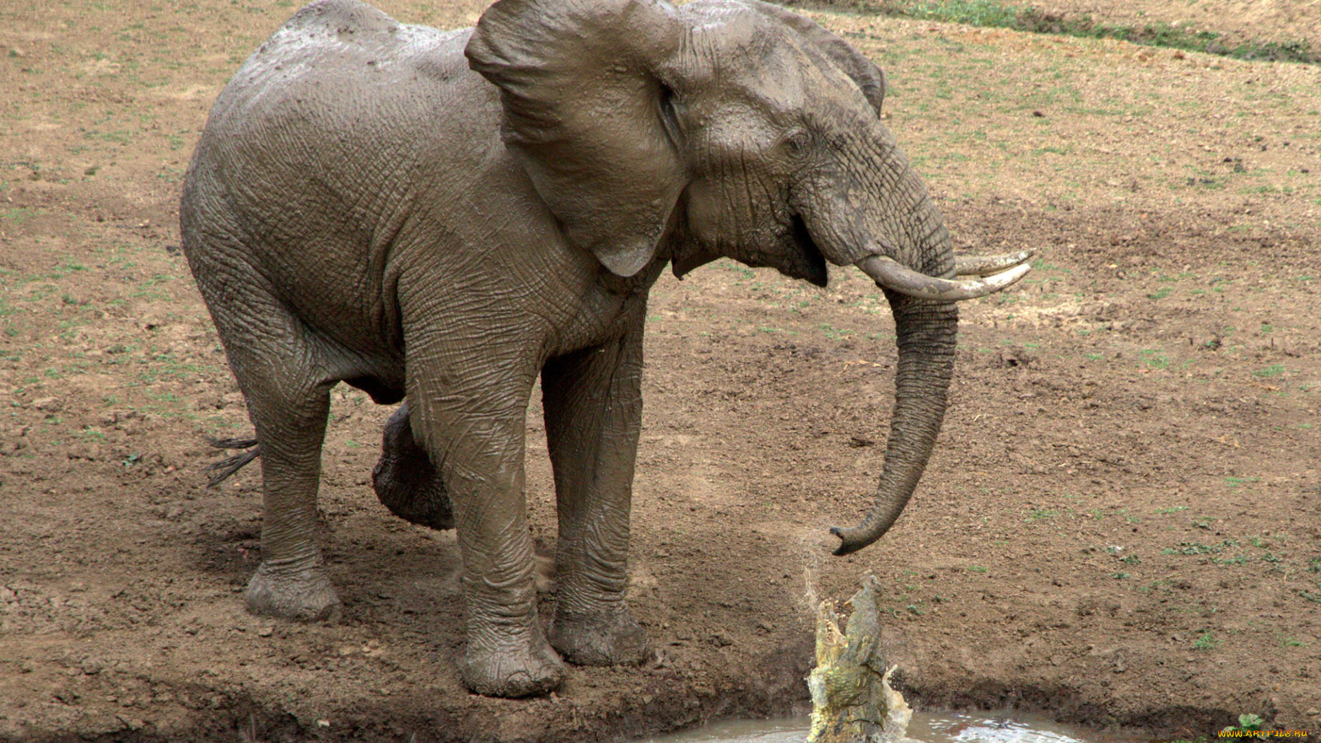 животные, слоны, слон, нападение, крокодил, водопой, саванна