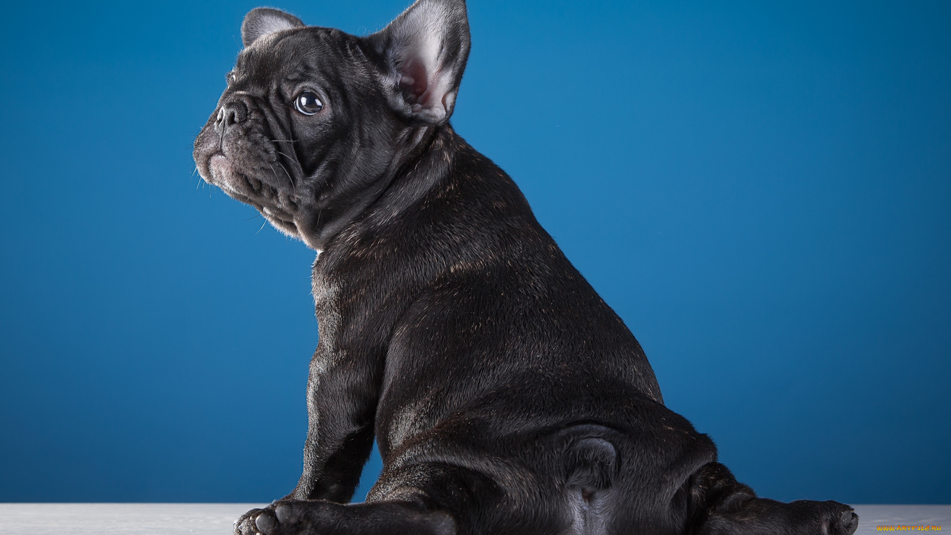 животные, собаки, французский, бульдог, щенок, смешной