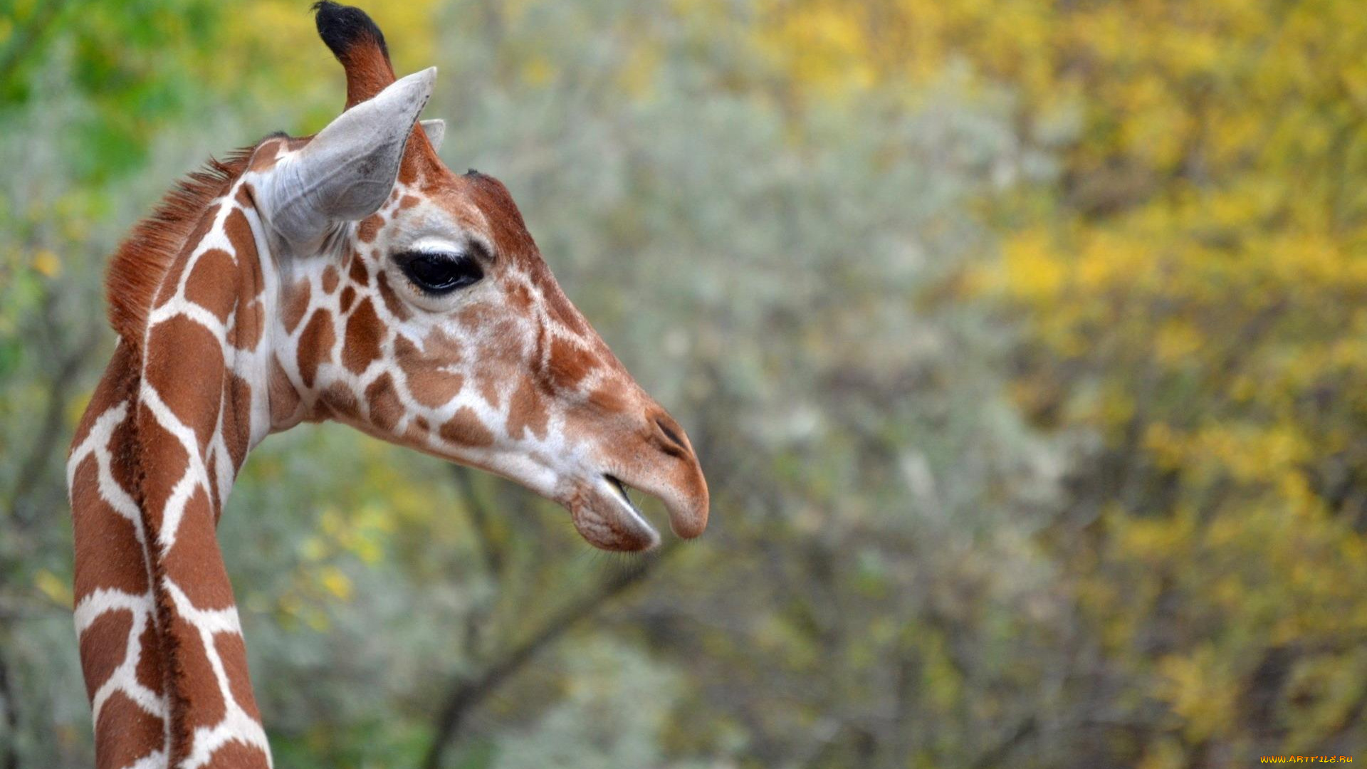 животные, жирафы, жираф, шея, голова, профиль