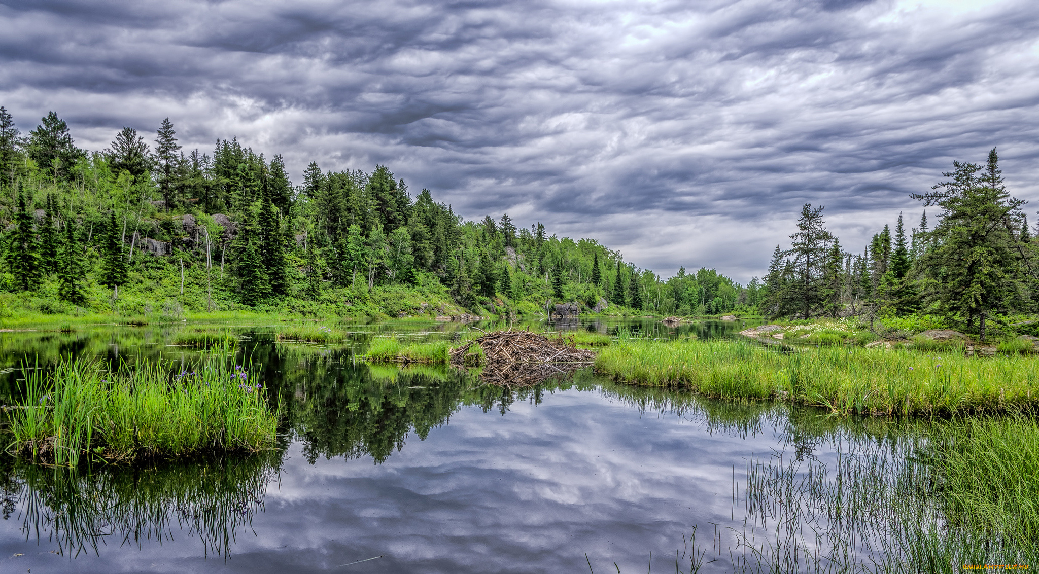 природа, реки, озера, лес, река