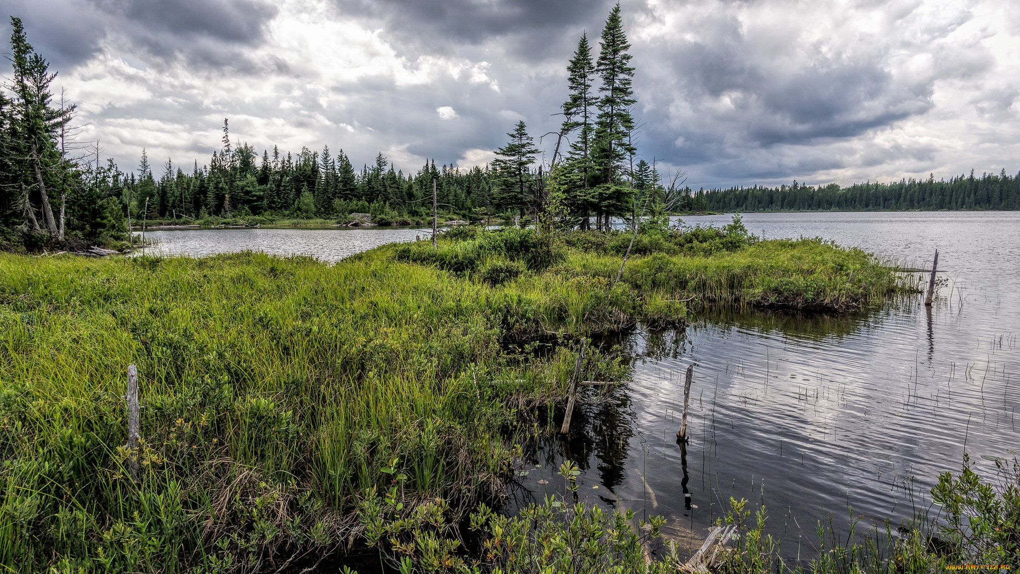 природа, реки, озера, река, лес