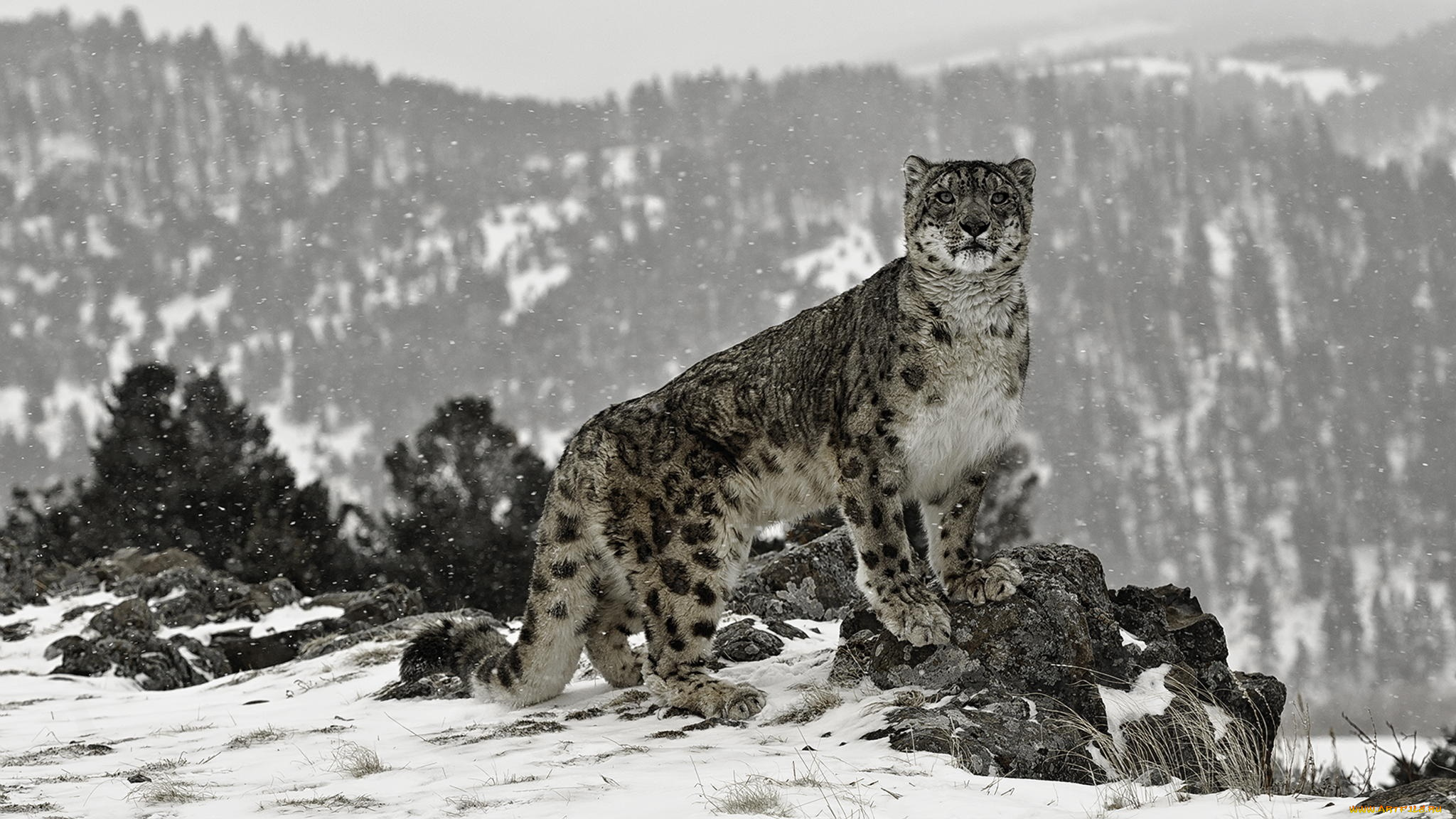 животные, снежный, барс, , ирбис, стойка, снег, камни