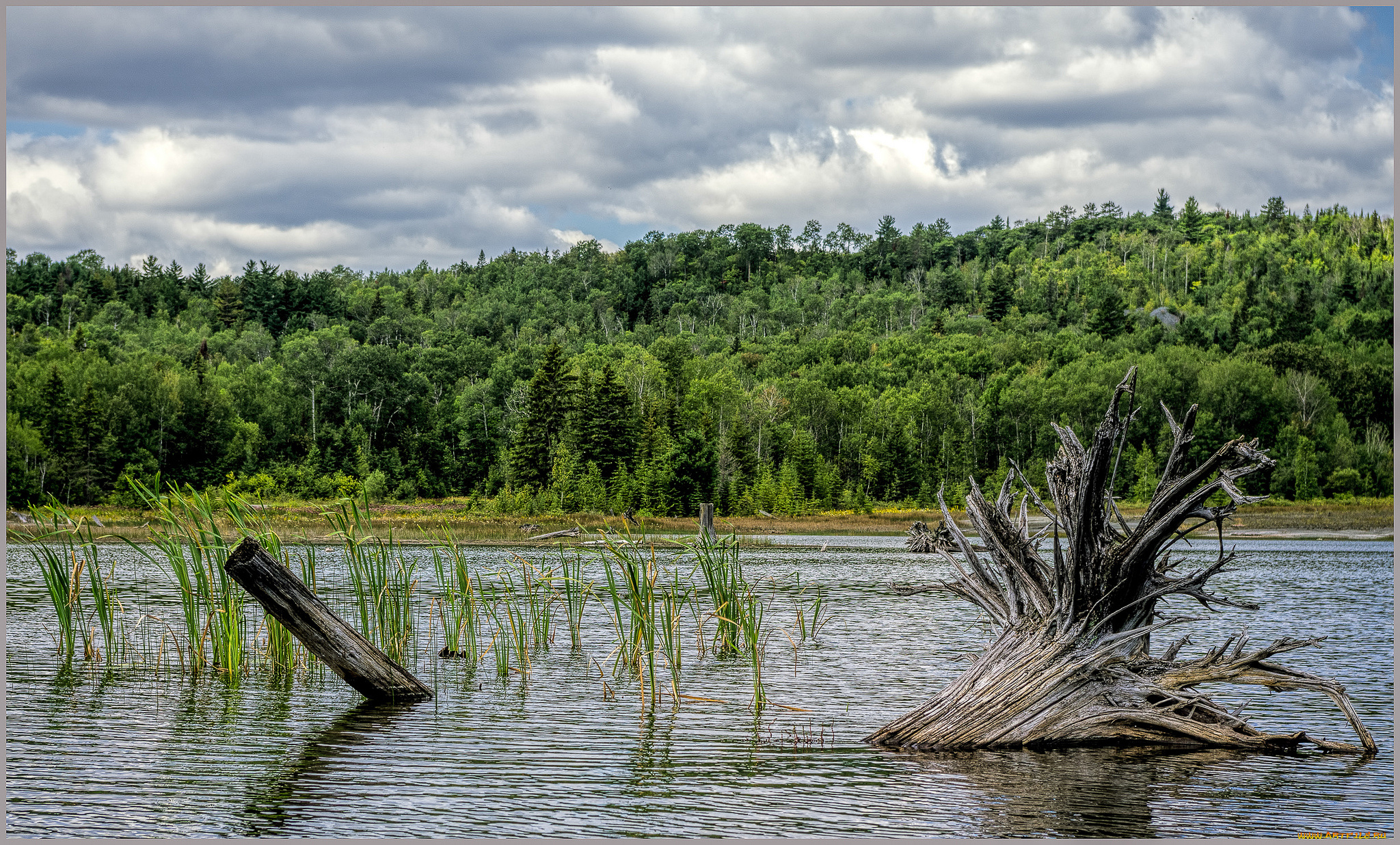 природа, реки, озера, река, лес