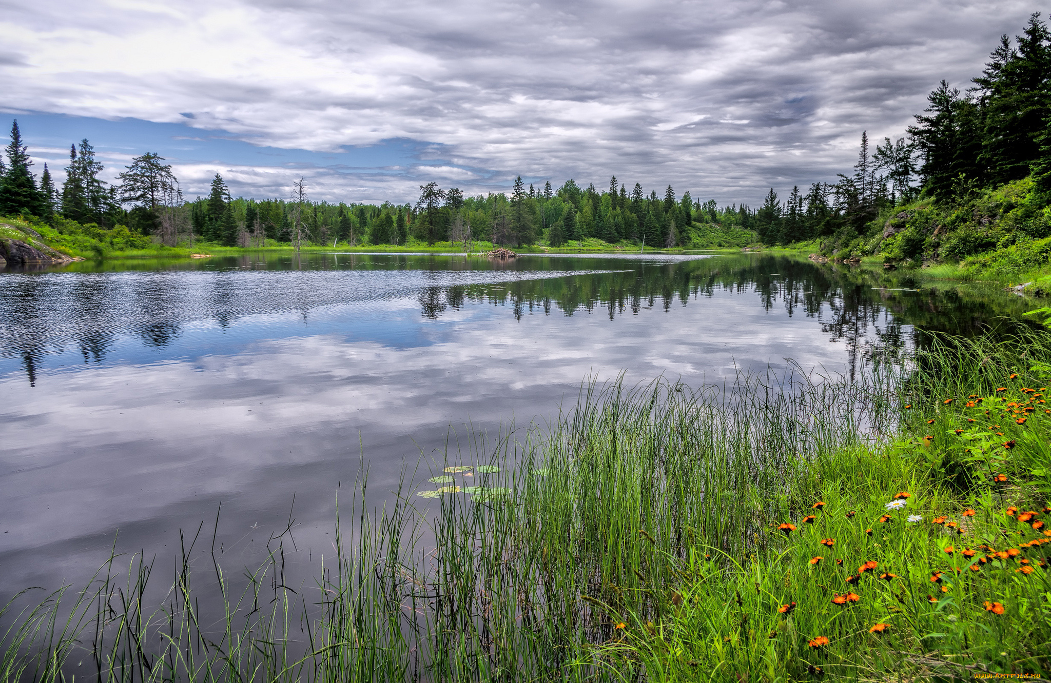 природа, реки, озера, река, лес