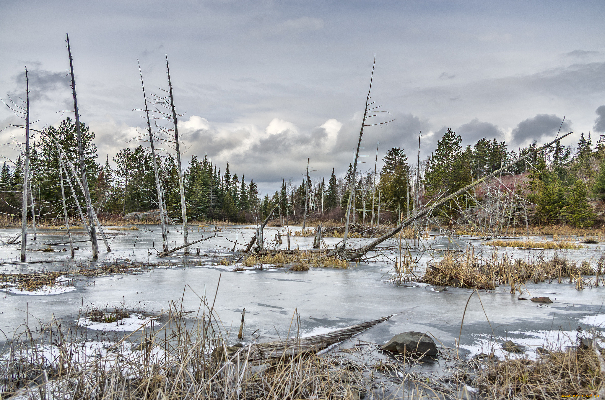 природа, реки, озера, река, лес