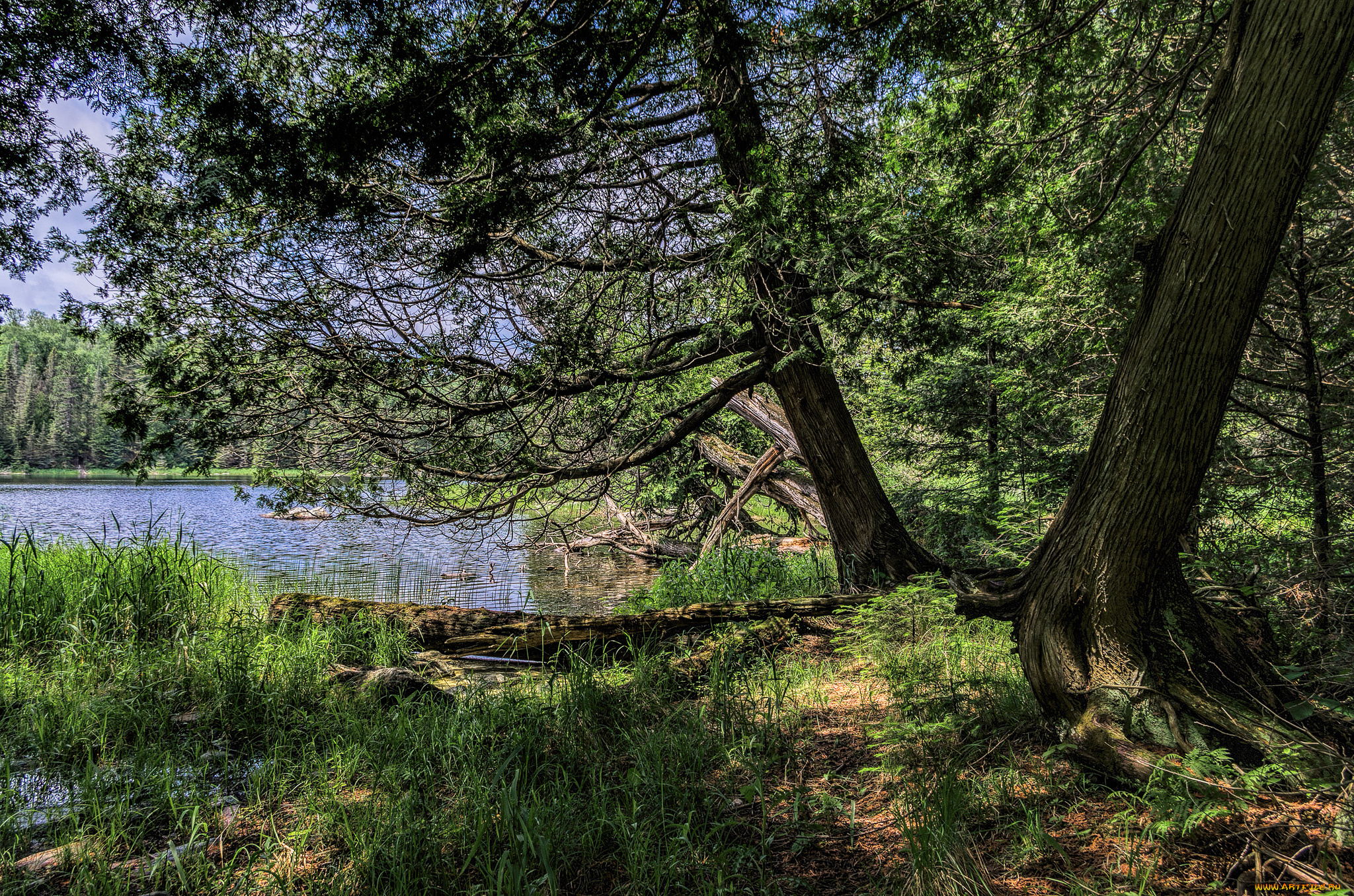 природа, реки, озера, река, лес