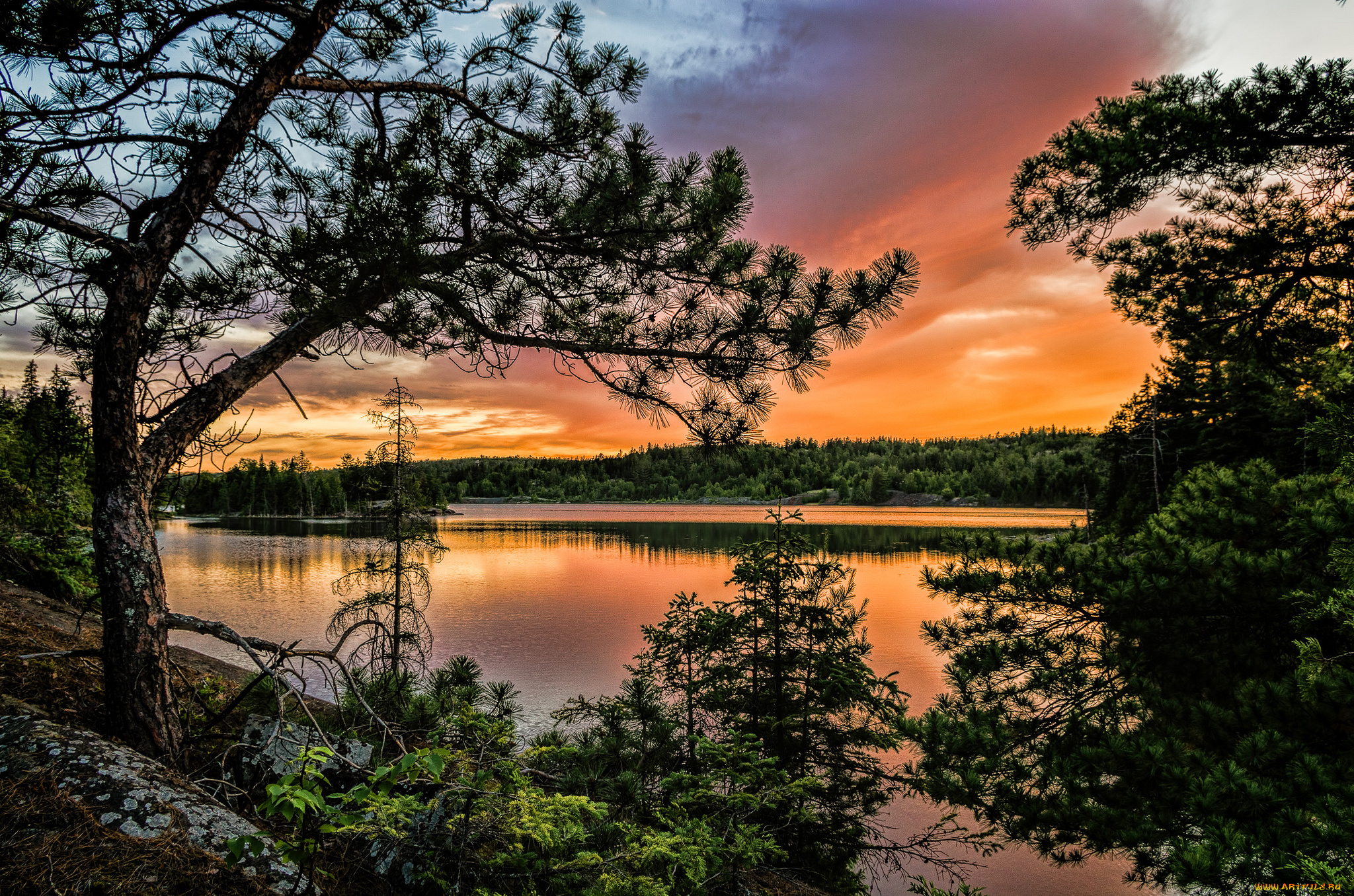 природа, реки, озера, река, лес