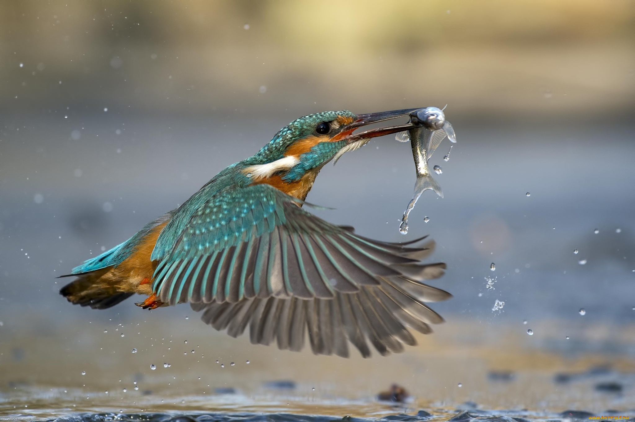 животные, зимородки, рыба, улов, вода, kingfisher, зимородок, птица