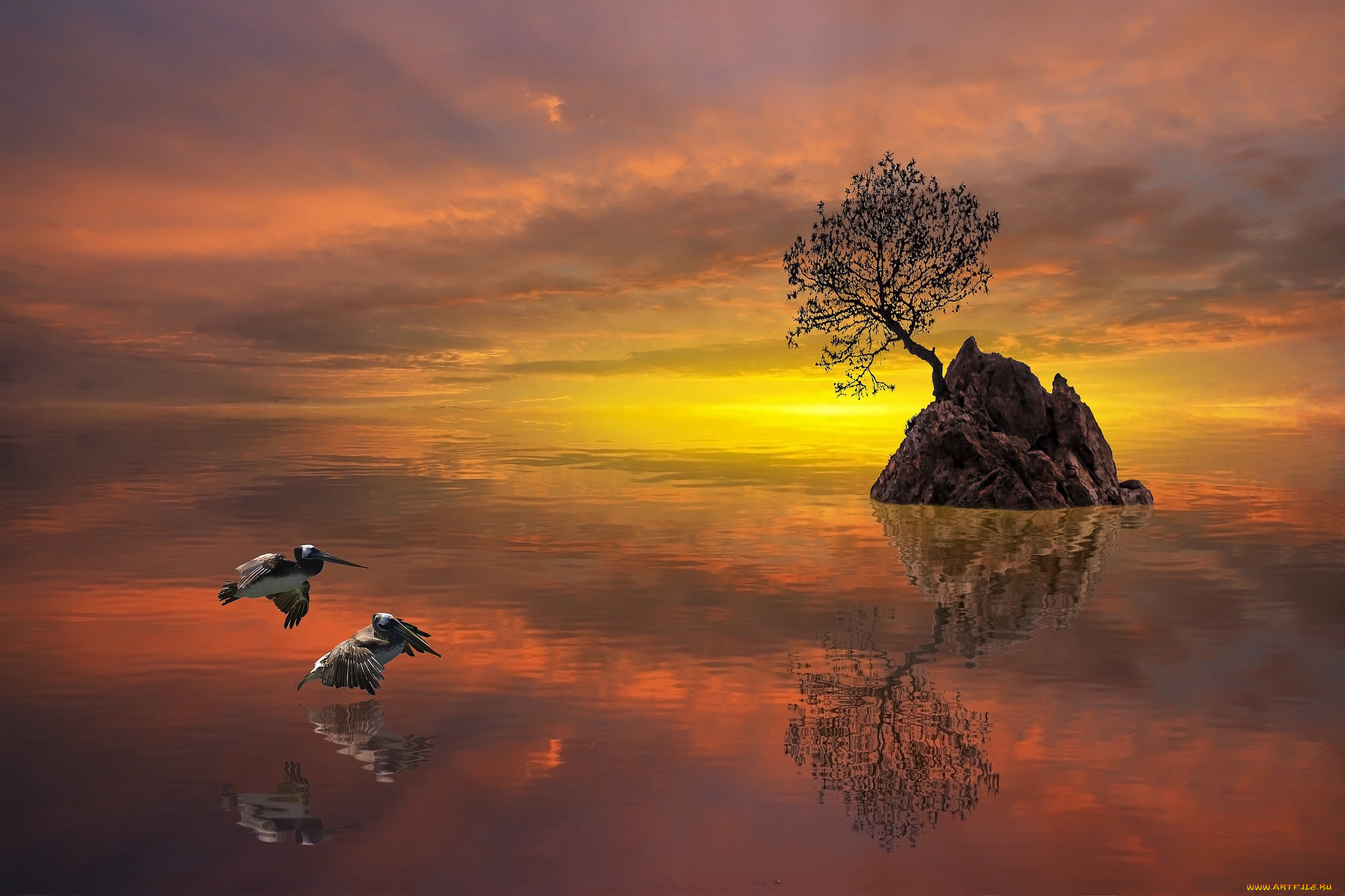 животные, пеликаны, рассвет