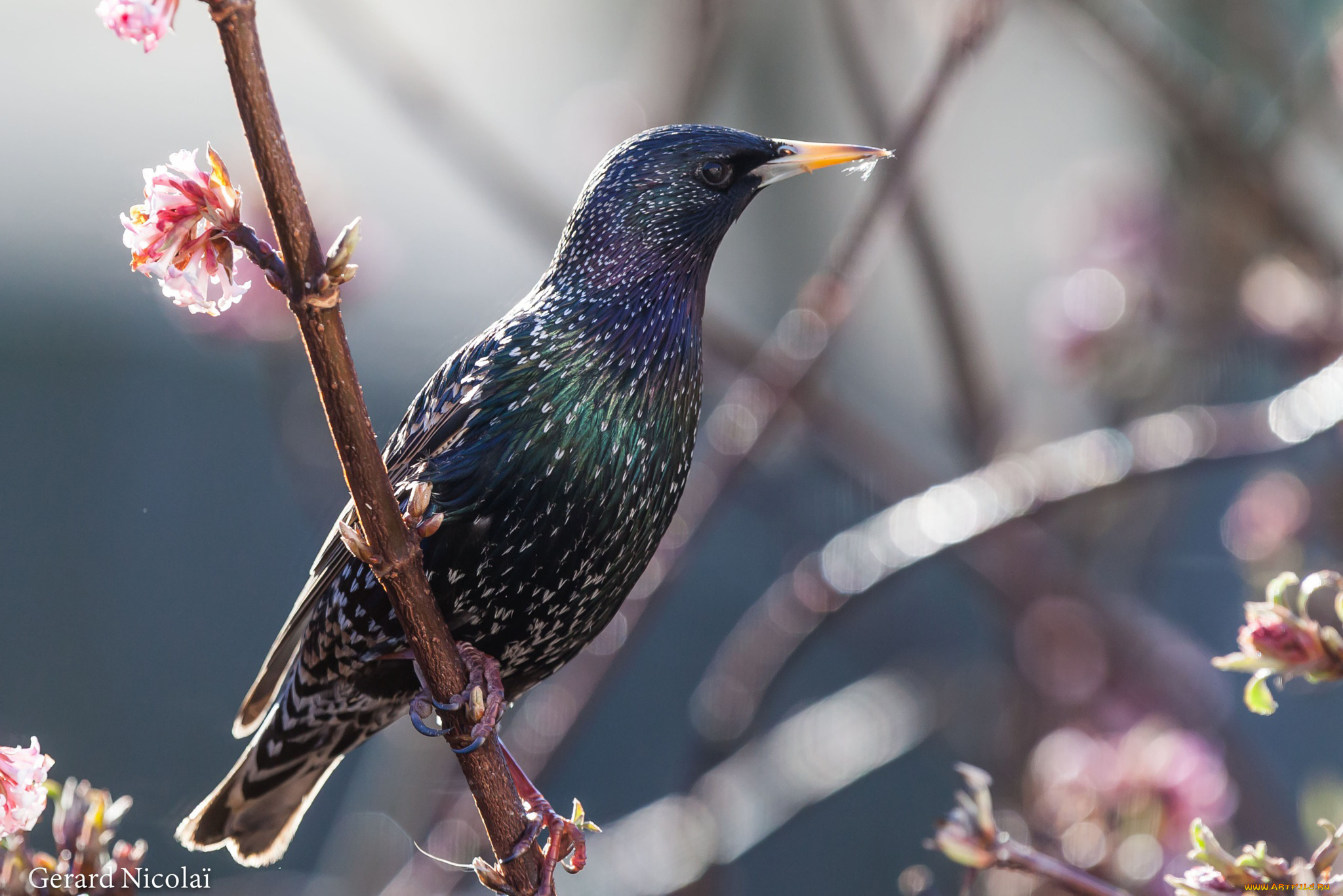 животные, птицы, весна, ветки