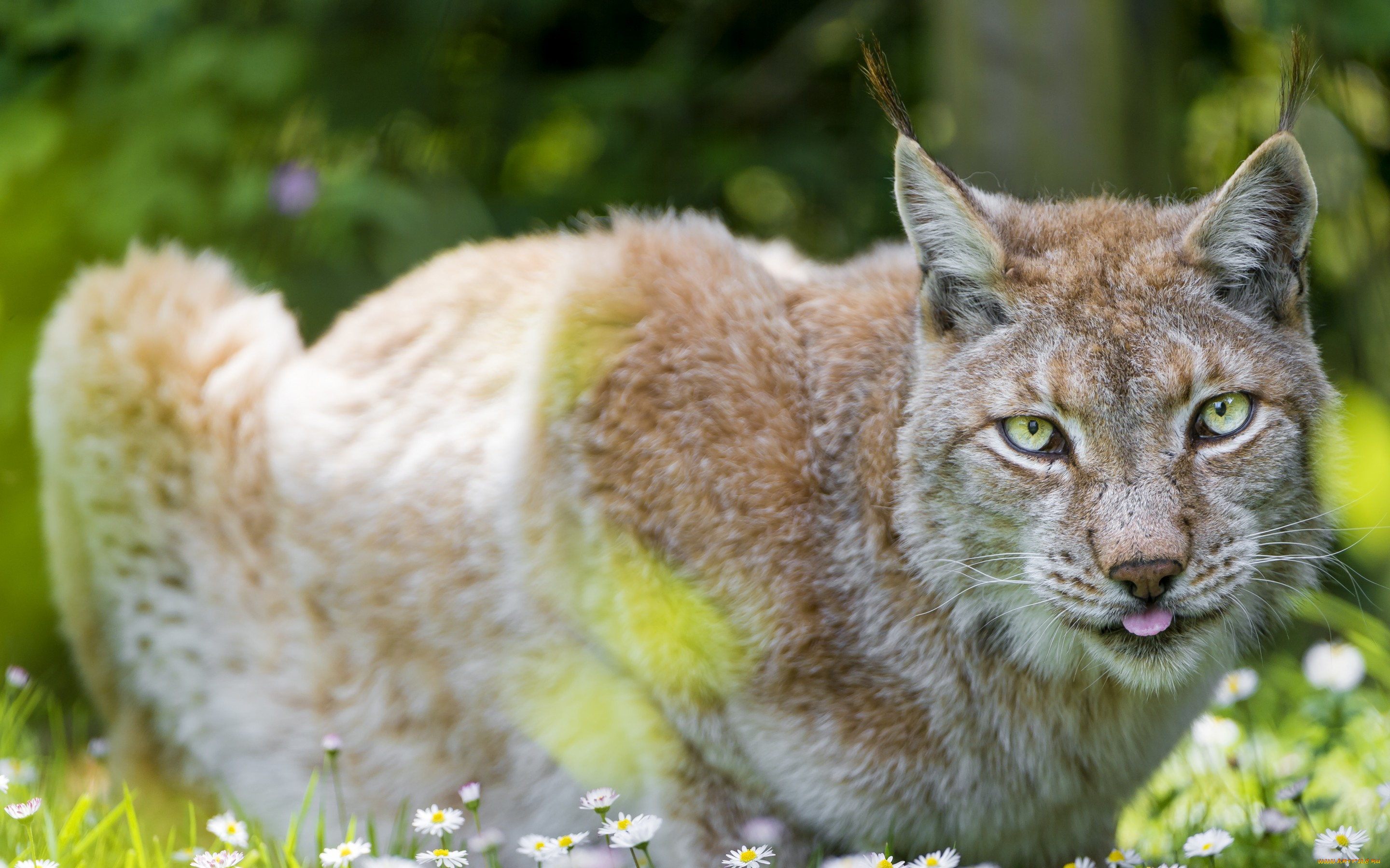 животные, рыбы, рысь, природа, зелень, лето