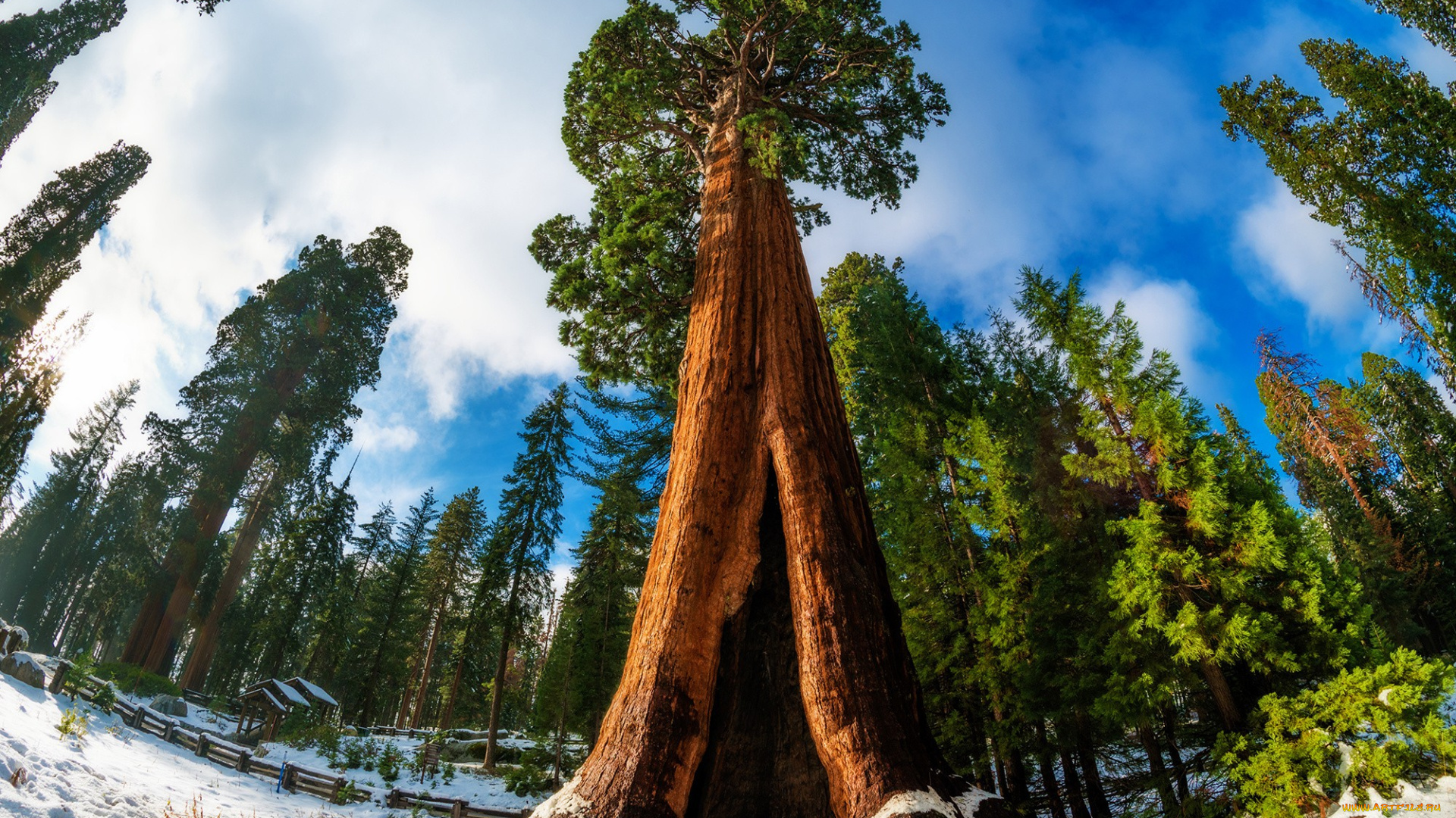 giant, sequoia, природа, деревья, лес, национальный, парк, дерево, giant, sequoia
