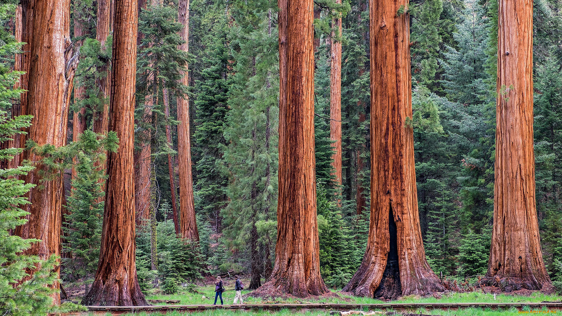giant, sequoia, природа, лес, национальный, парк, дерево, giant, sequoia