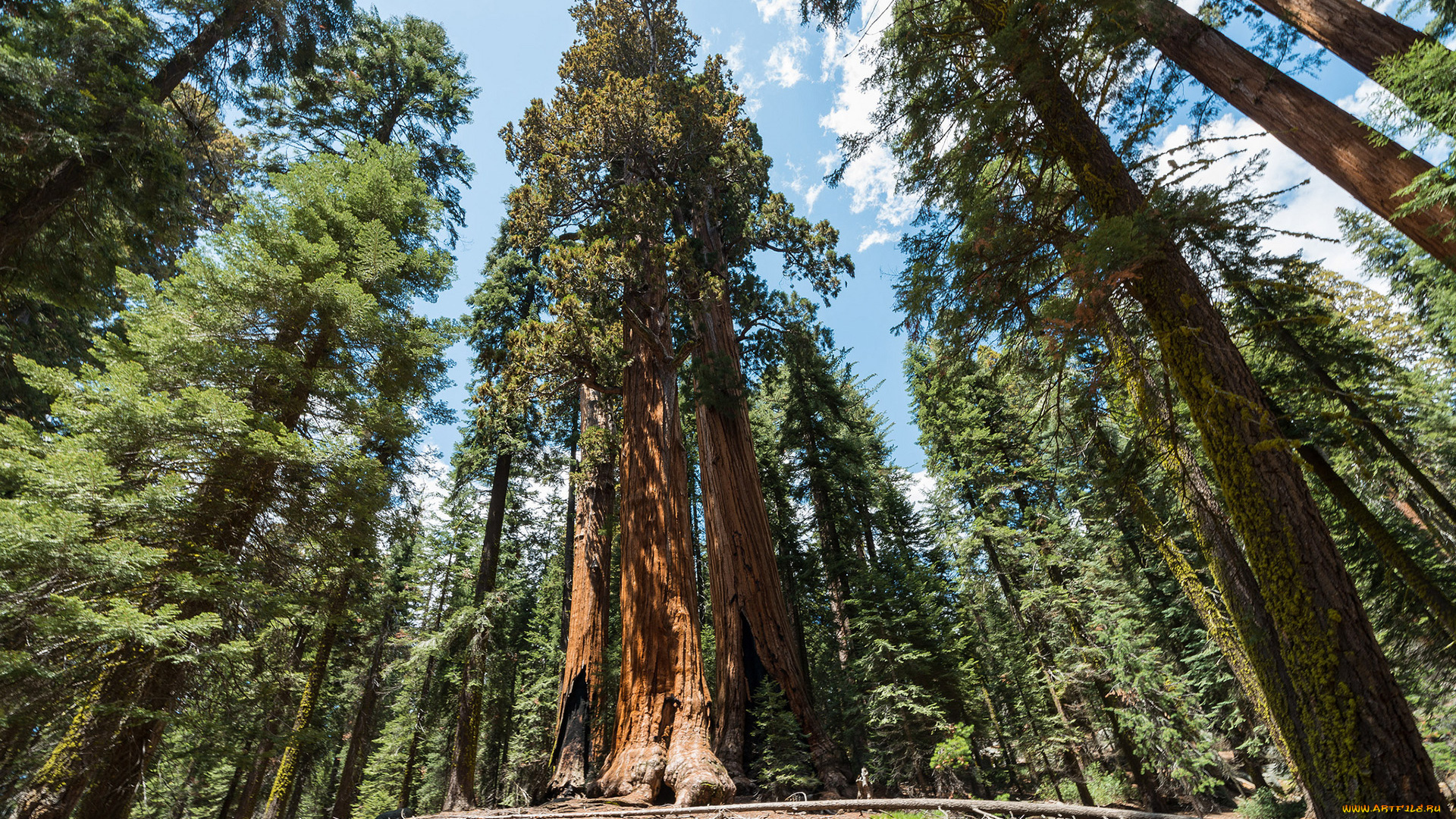 giant, sequoia, природа, лес, национальный, парк, дерево, giant, sequoia