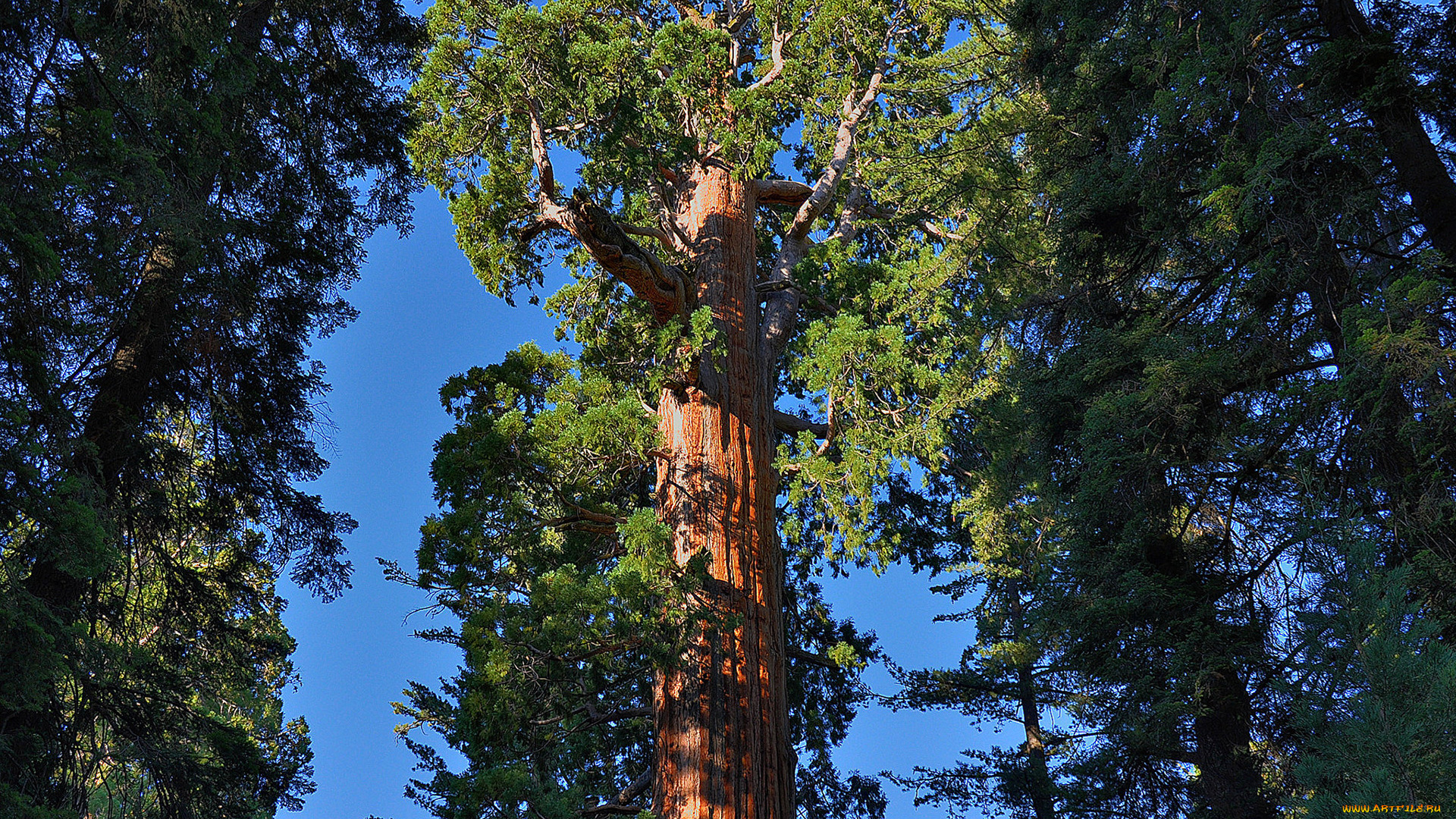 giant, sequoia, природа, лес, национальный, парк, дерево, giant, sequoia