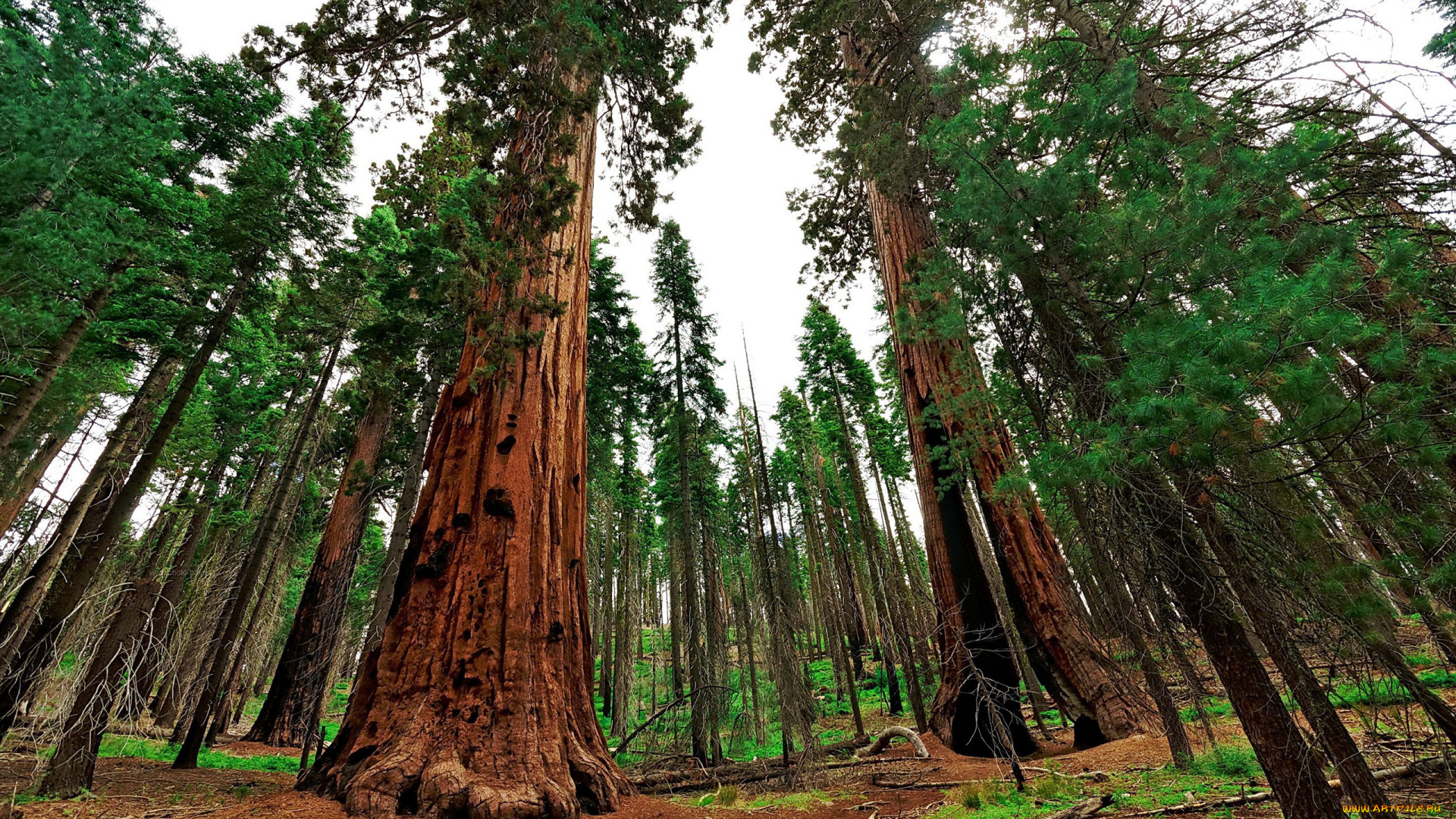 giant, sequoia, природа, лес, национальный, парк, дерево, giant, sequoia