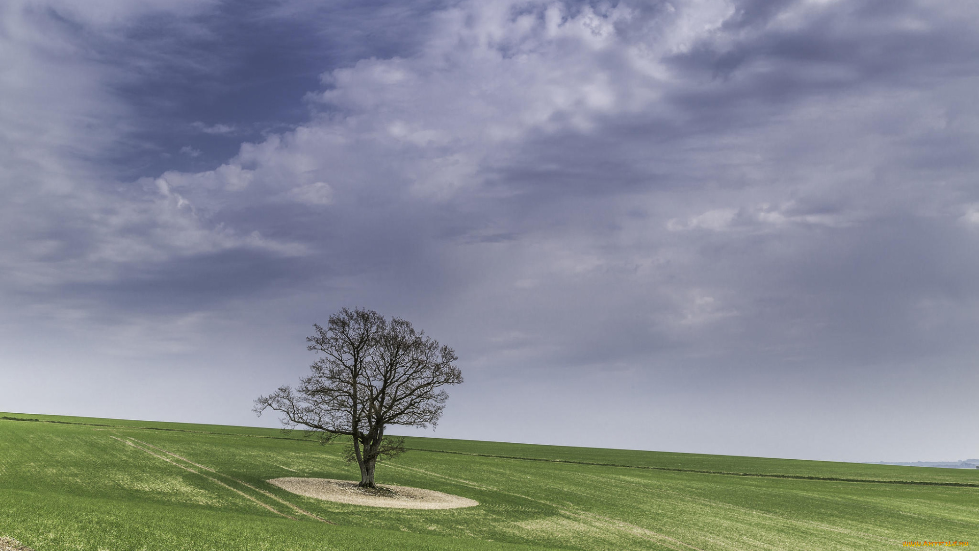 природа, деревья, поле, пейзаж, дерево, холм