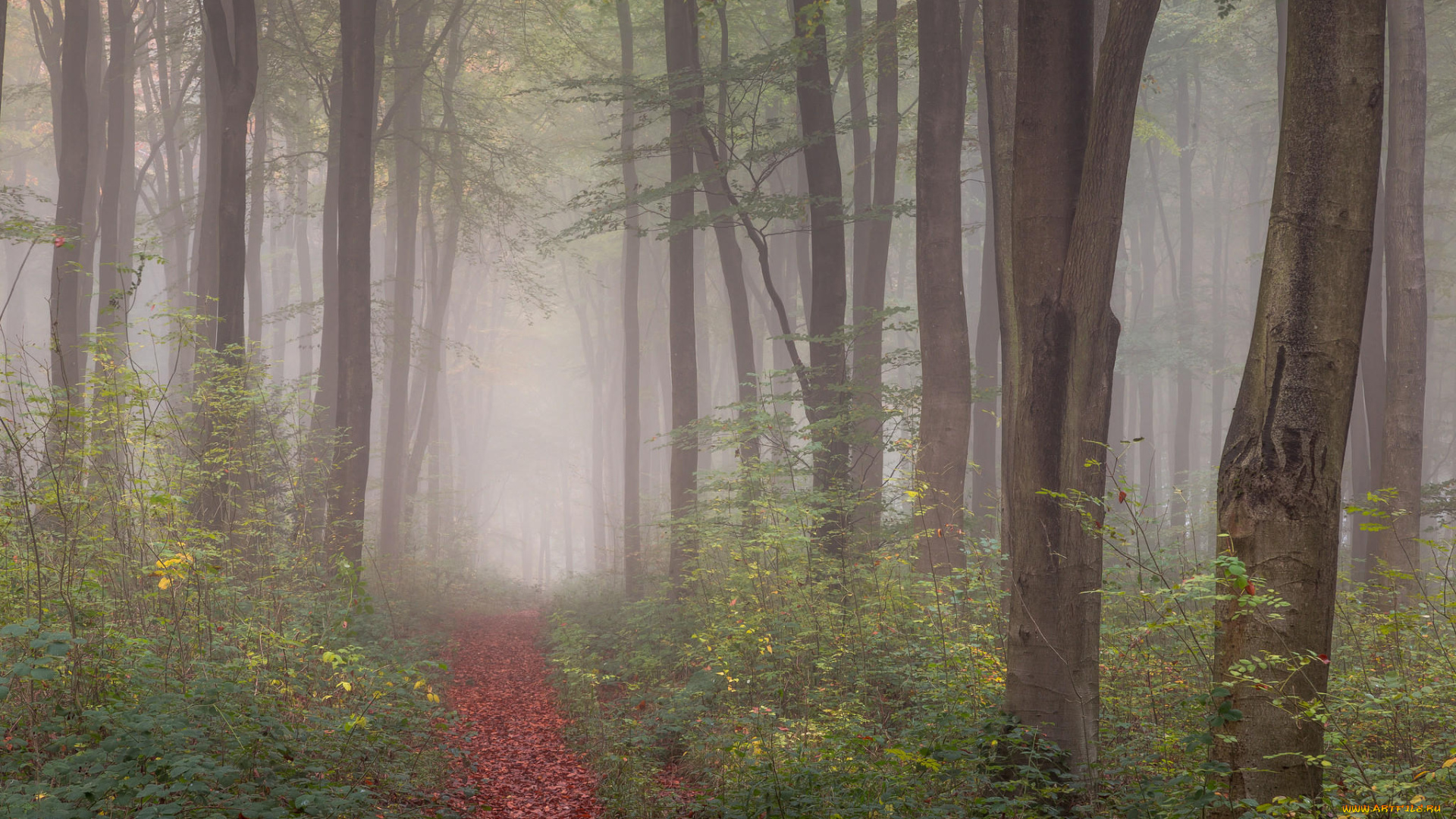 природа, лес, туман, деревья, тропинка