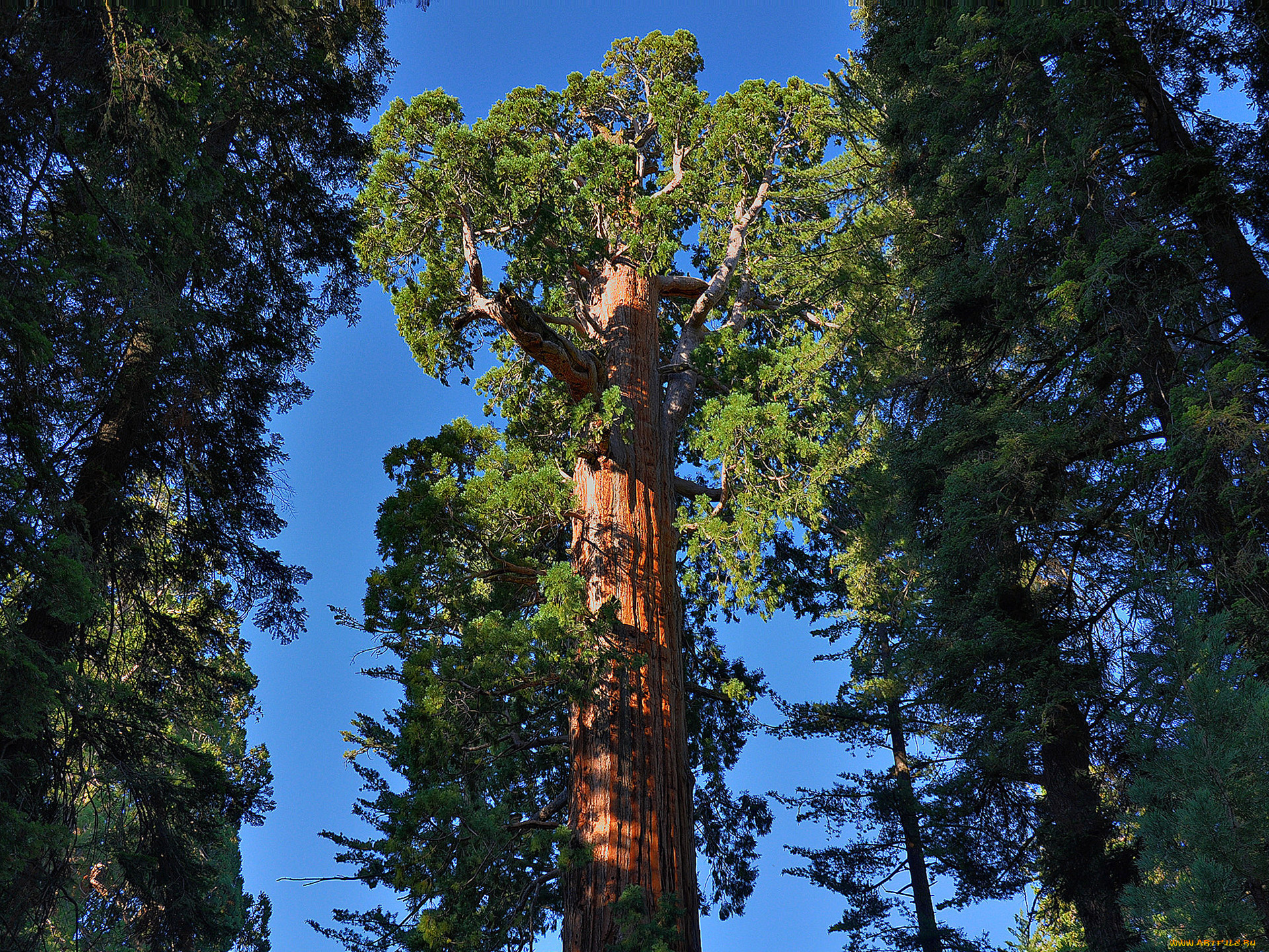 giant, sequoia, природа, лес, национальный, парк, дерево, giant, sequoia