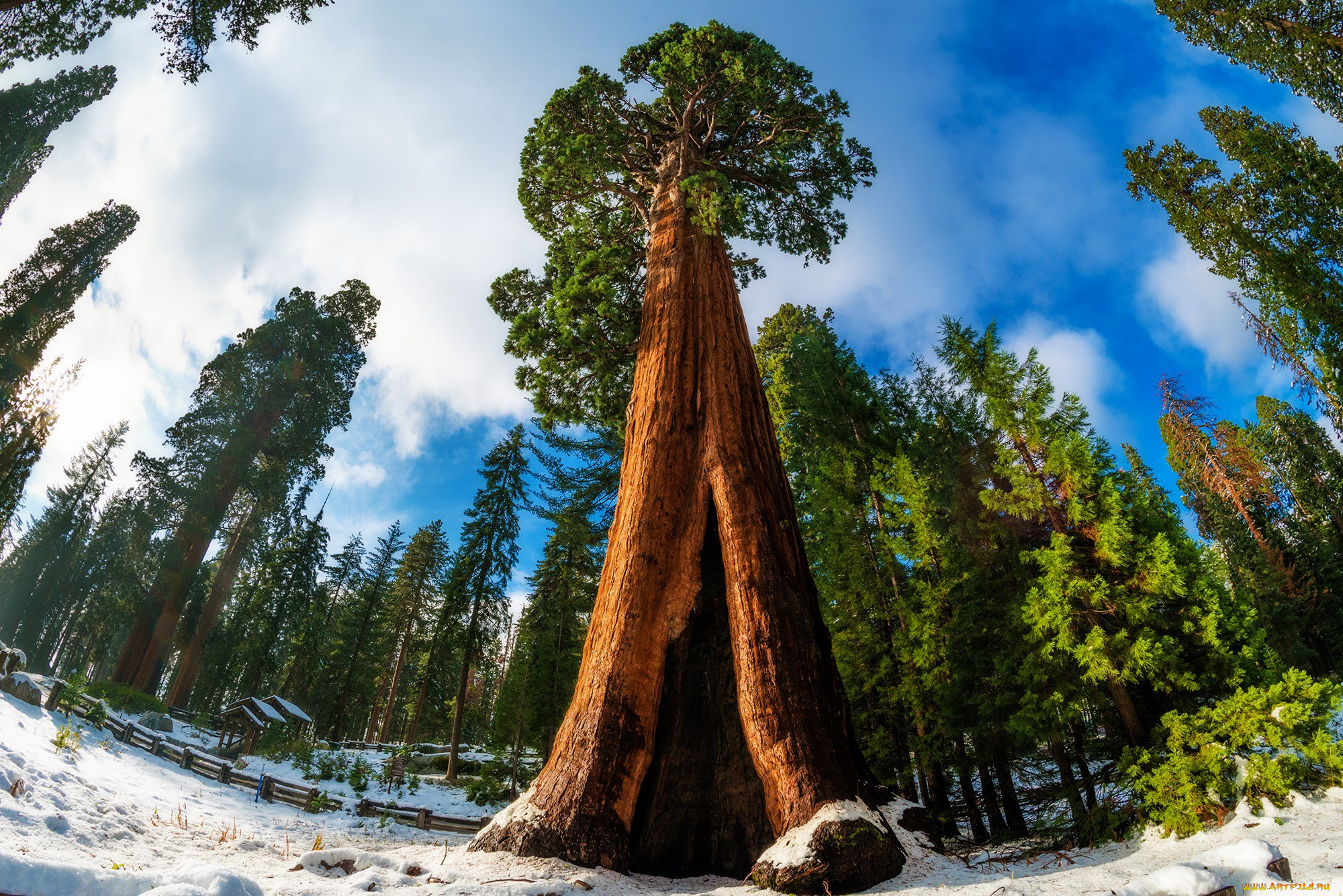 giant, sequoia, природа, деревья, лес, национальный, парк, дерево, giant, sequoia